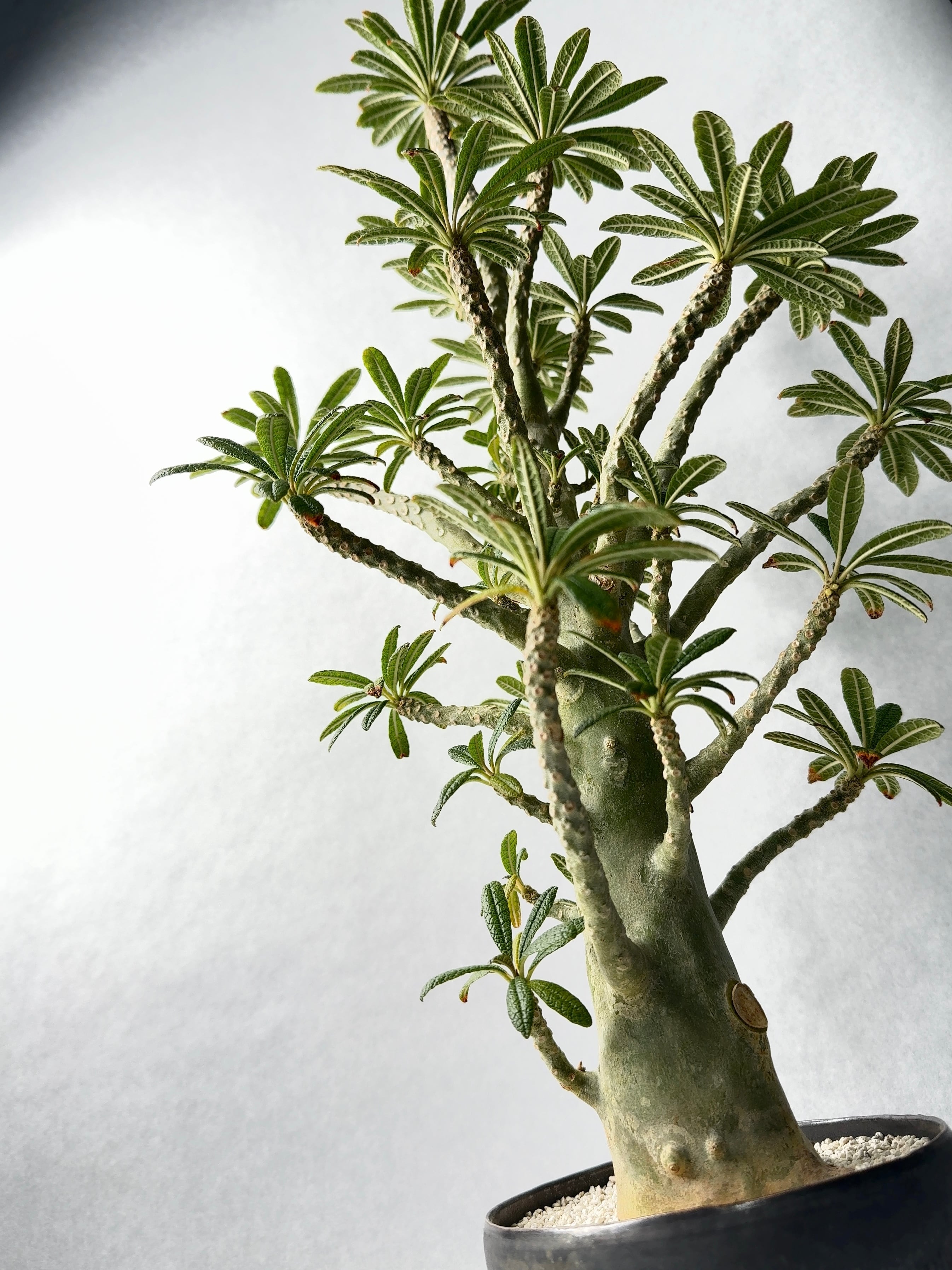 ドルステニア・ギガス | trigger