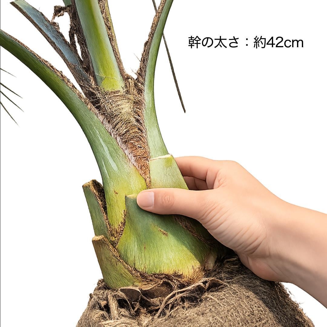 【南国ムード満点】ココスヤシ 高さ約180cm・幹の太さ約30cm！引き取り！ 南国ムード満点】ココスヤシ 高さ約180cm・幹の太さ約30cm！引き取り
