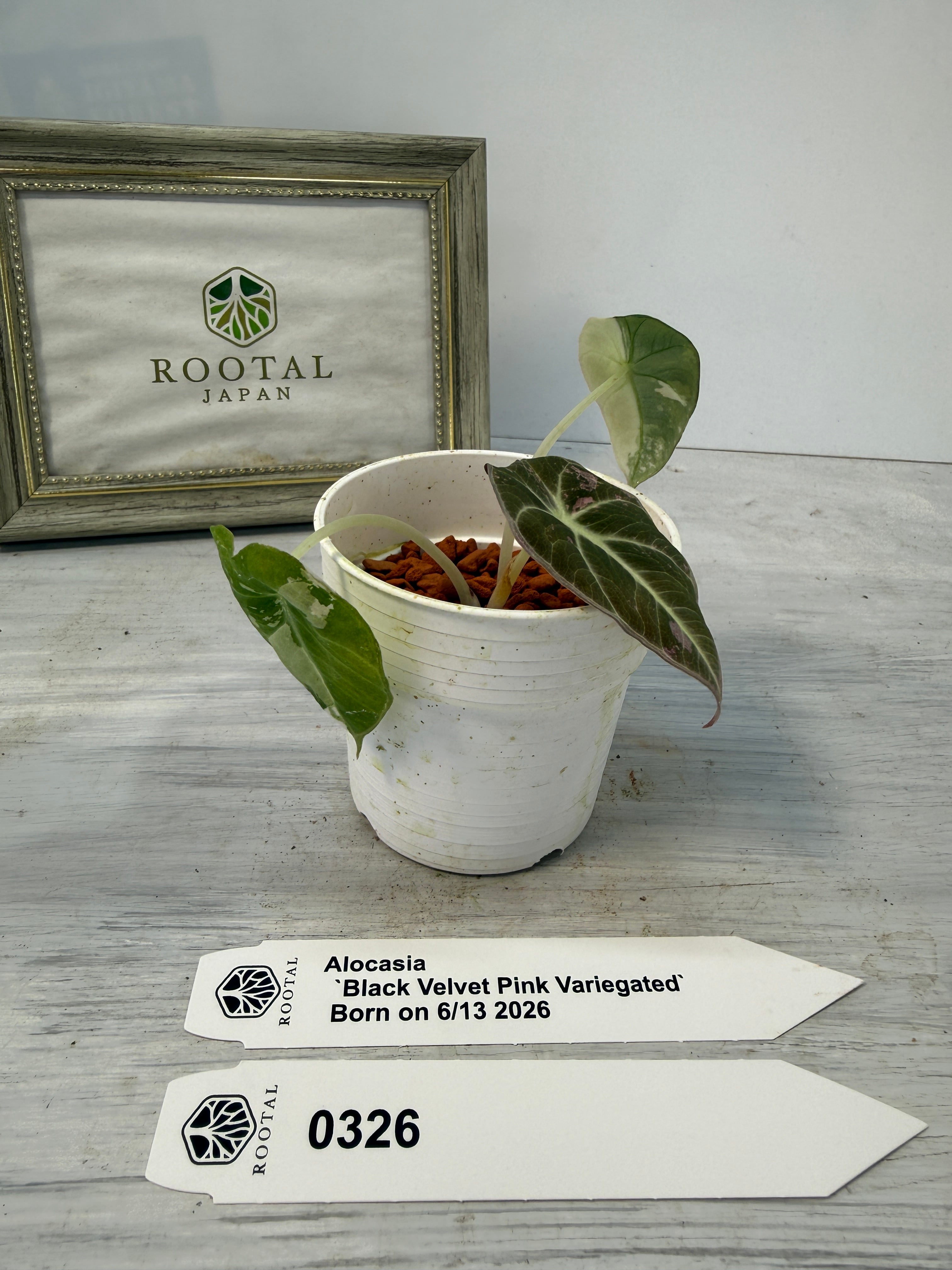 アロカシア | ROOTALPLANTS