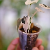 アロカシア バンビーノ ピンク/ Alocasia bambino Pink⑱│観葉植物