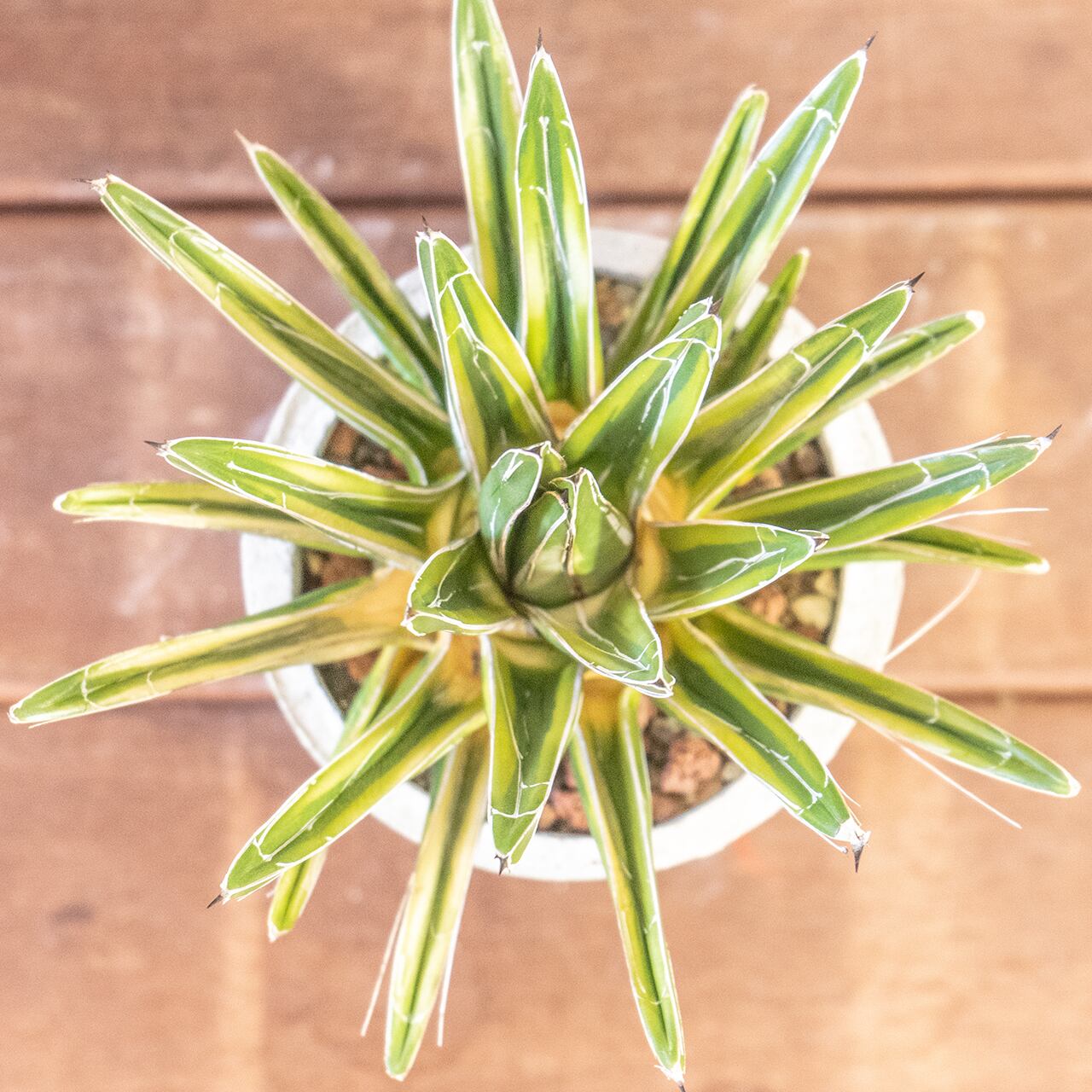 アガベ 笹の雪 黄覆輪 希少な多肉植物 モルタルの手作り鉢でお届け おしゃれなインテリアグリーン 卓上サイズ