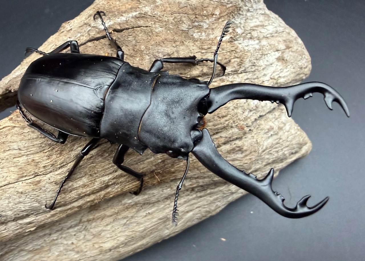 【WD】《 ギラファノコギリ亜種ボロブドゥール 90.5mm ペア》