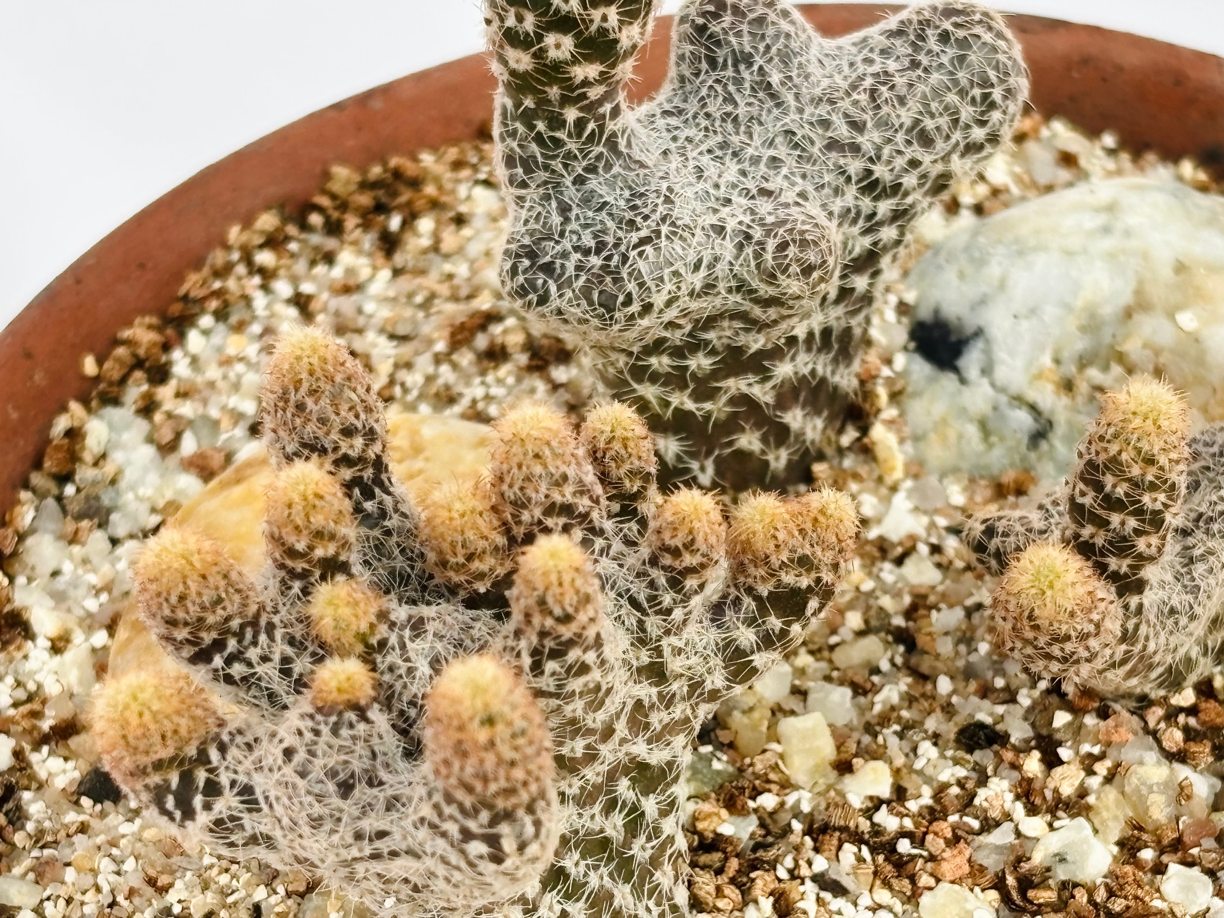 Puna clavarioides クラバリオイデス 茸団扇 白鶏冠 サボテン | plants