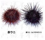 【規格外】【入手困難】由良の赤ウニ/淡路島/本州ウニの最高峰/70g前後/究極のウニ