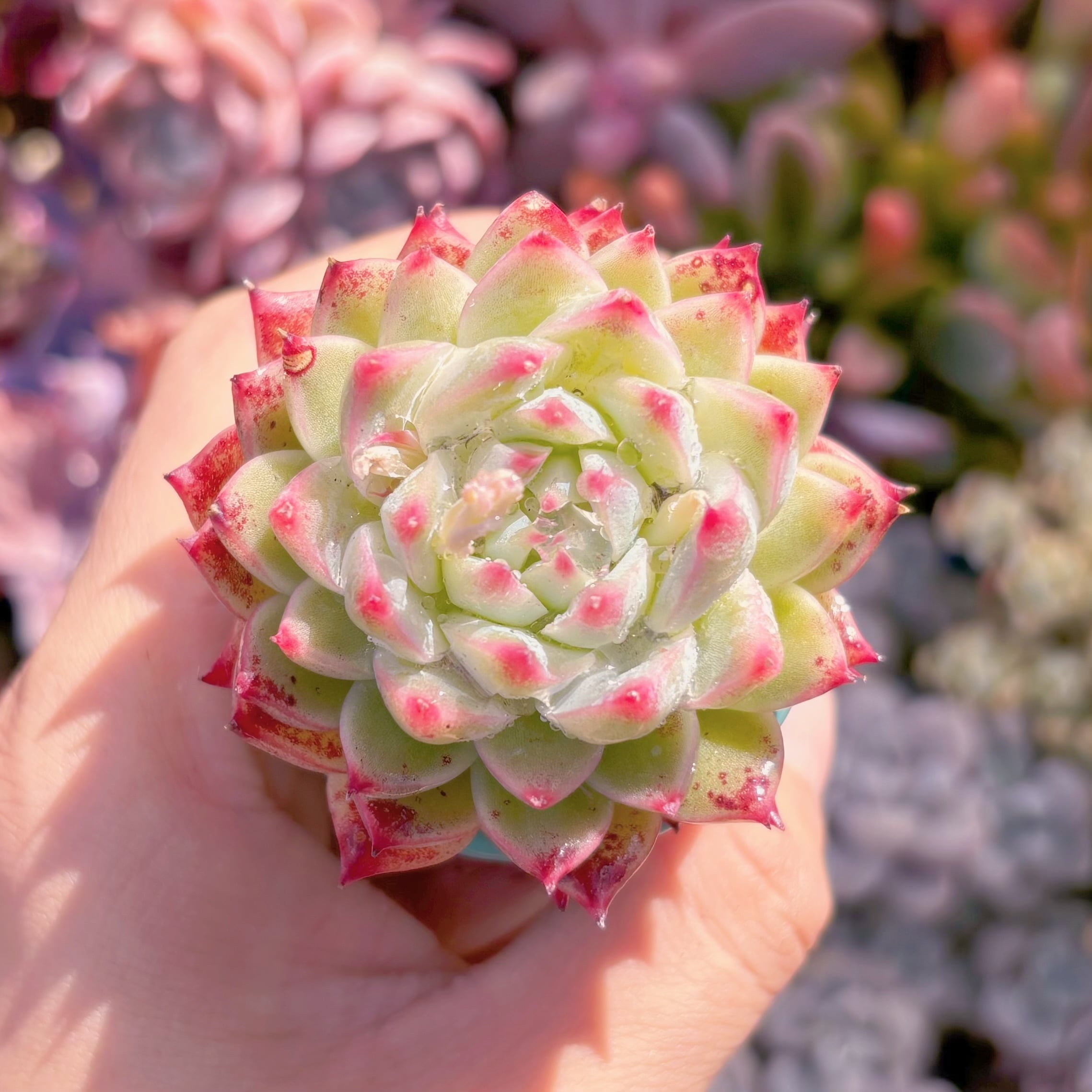 多肉植物　白月影xチワワ　新入荷　るる農園