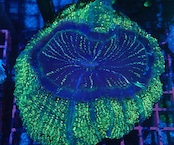 Achanthophyllia Deshayesiana YellowGlitter