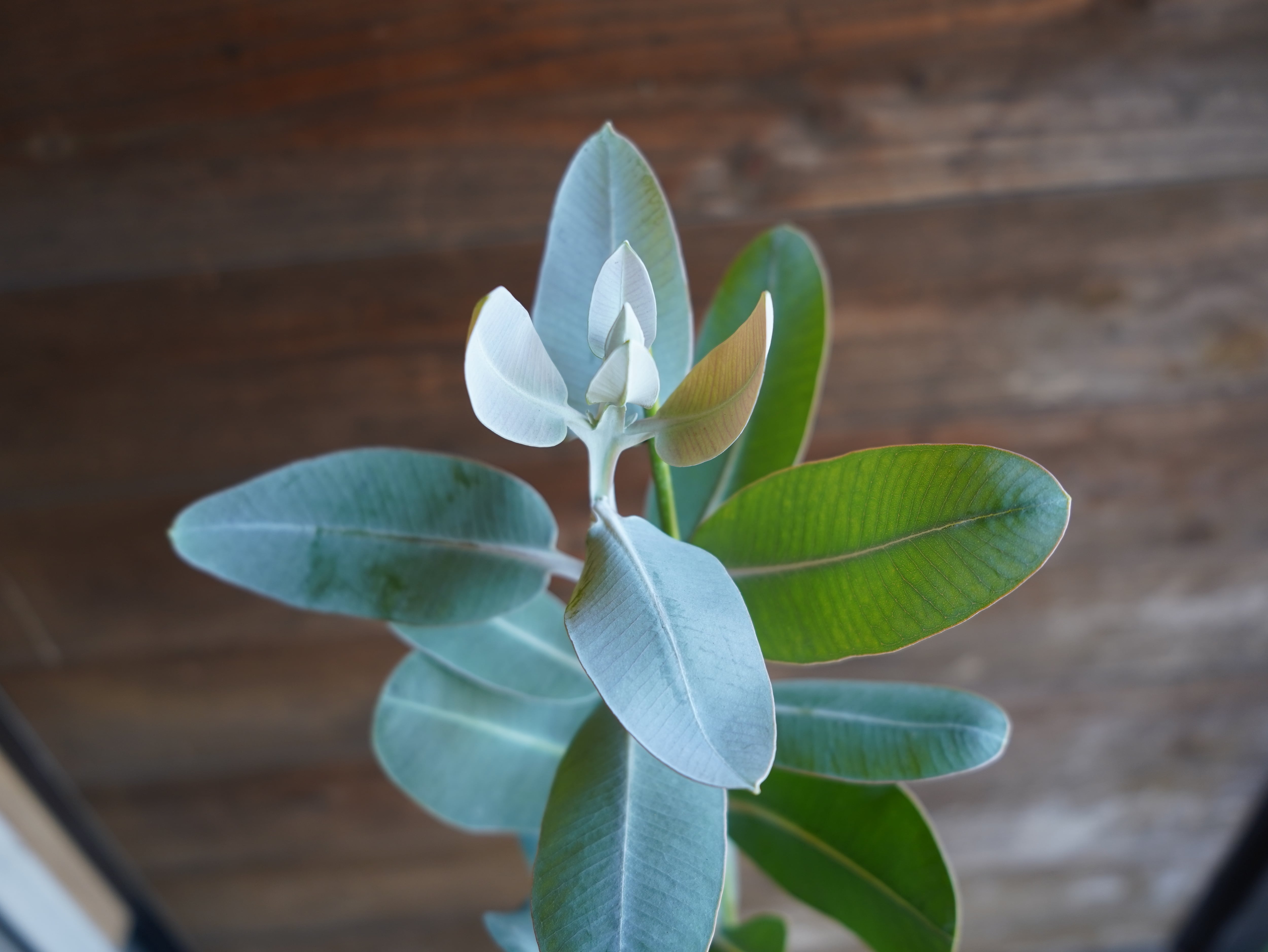 【現物】ユーカリ　”プレウロカルパ”　A