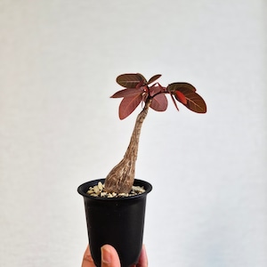 ④〚フィランサス・ミラビリス〛Phyllanthus Mirabilis 塊根植物 コーデックス ポット発送