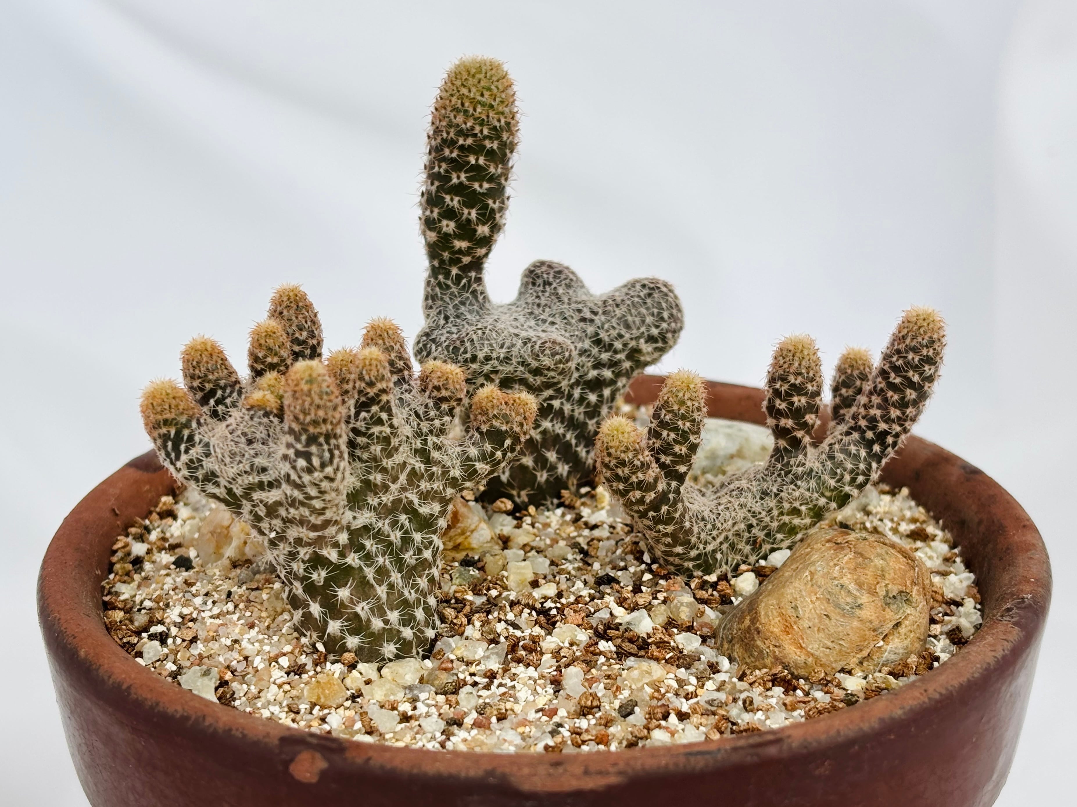 PUNA CLARIOIDES茸団扇白鶏冠サボテン Puna clavarioides クラバリオイデス 茸団扇 白鶏冠 サボテン | plants