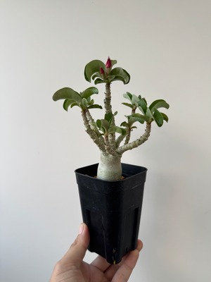 【新着】Adenium arabicum D.H.A【開花寸前の小型株】アデニウム アラビカム 獅子葉