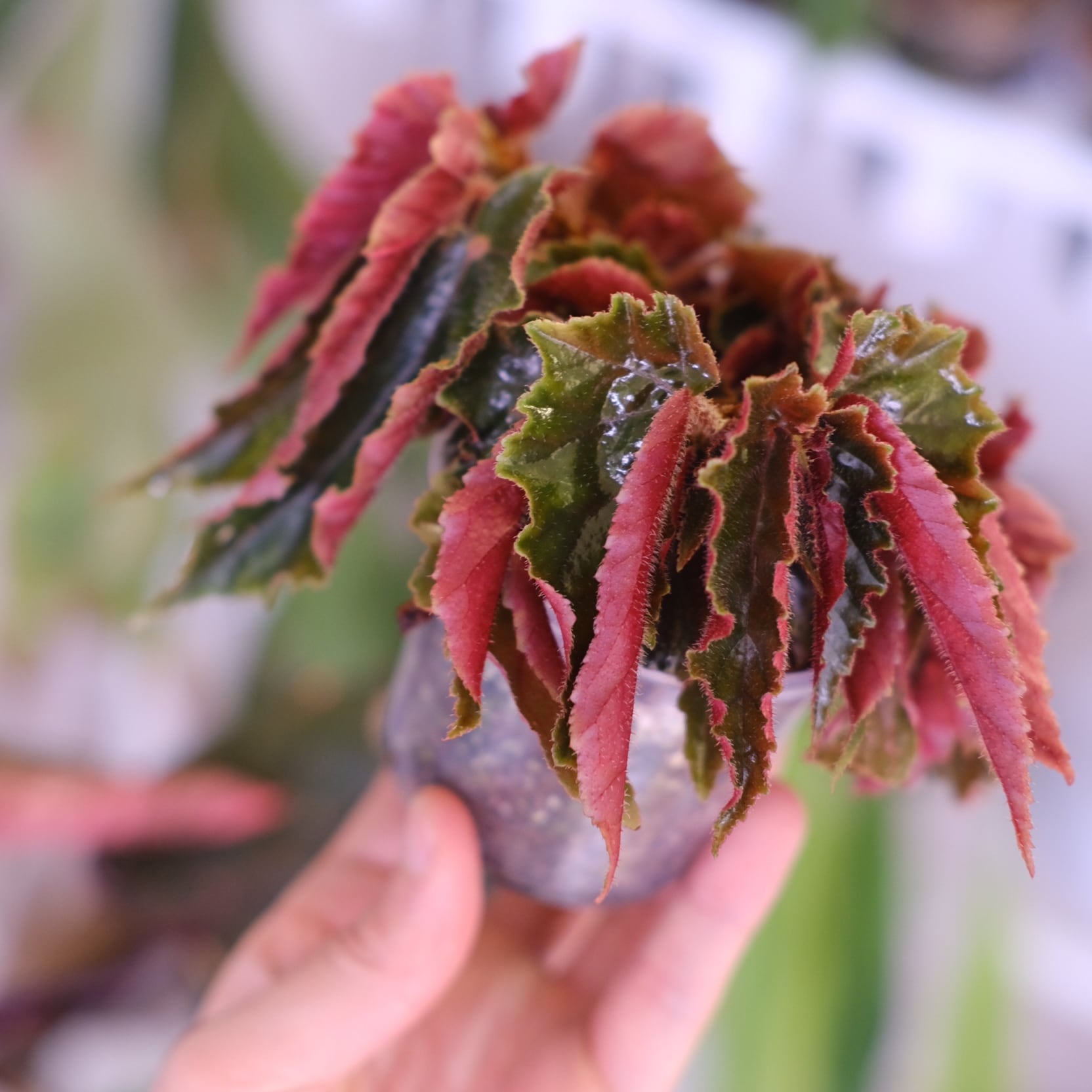 Begonia ginny galaxy│ベゴニア ジニー ギャラクシー⑧│観葉植物