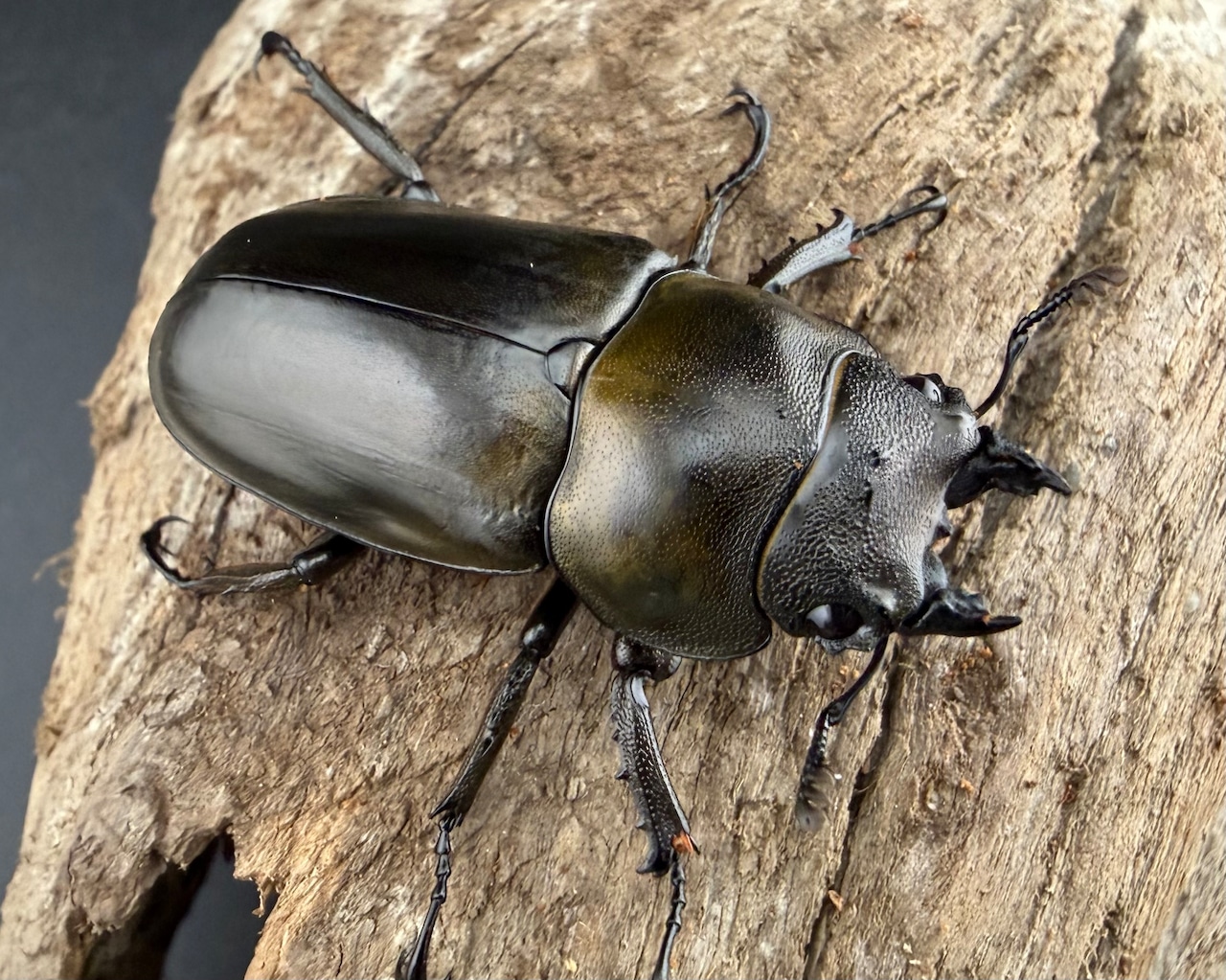 【F0】《ローゼンベルグオウゴンオニクワガタ 40mm ♀単》