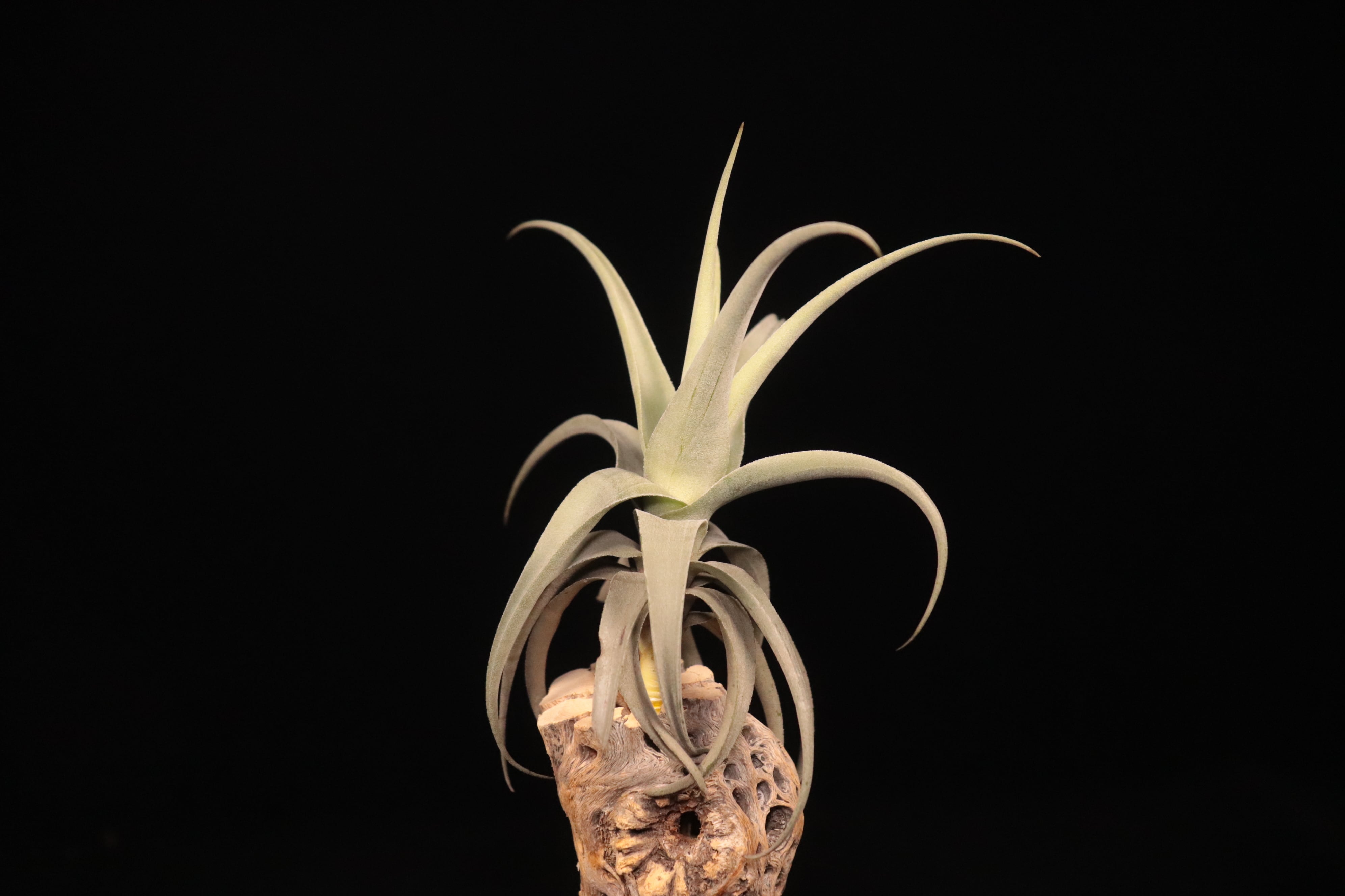 送料無料】streptocarpa 'Fat Boy'〔エアプランツ〕現品発送T5379