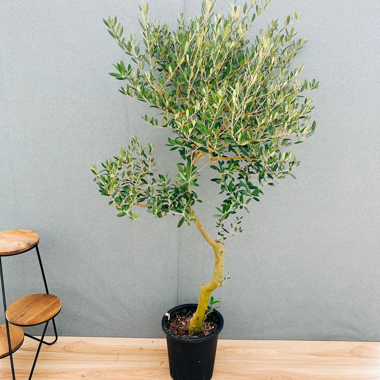 ［現品］100番　フィカス　アルテシマ　8号　観葉植物　室内　大型　ゴムの木 現品］100番 フィカス アルテシマ 8号 観葉植物 室内 大型 ゴムの木