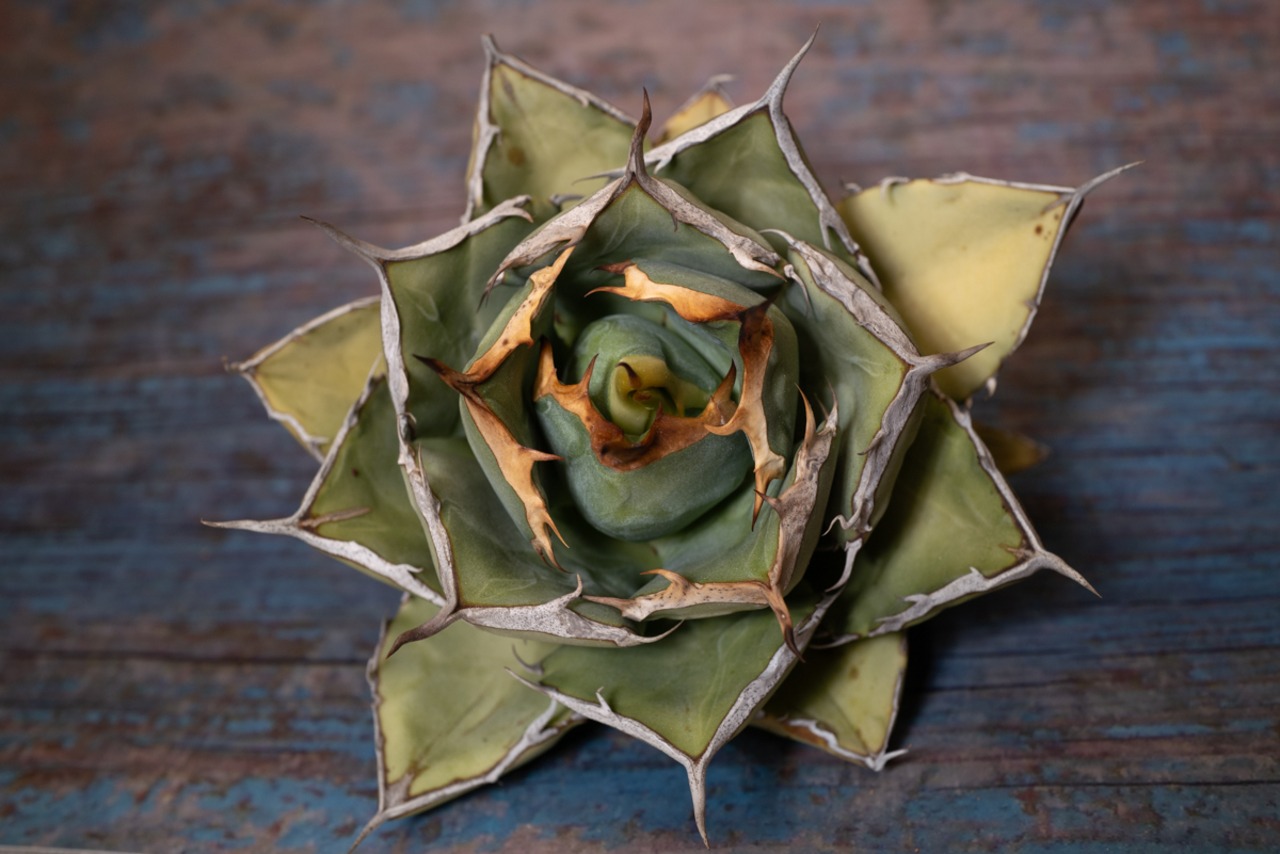 アガベ チタノタ ノーネーム① 子株付き 画像8