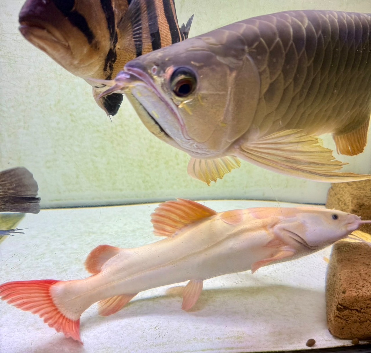 プラチナレッドテールキャット❶ - 4