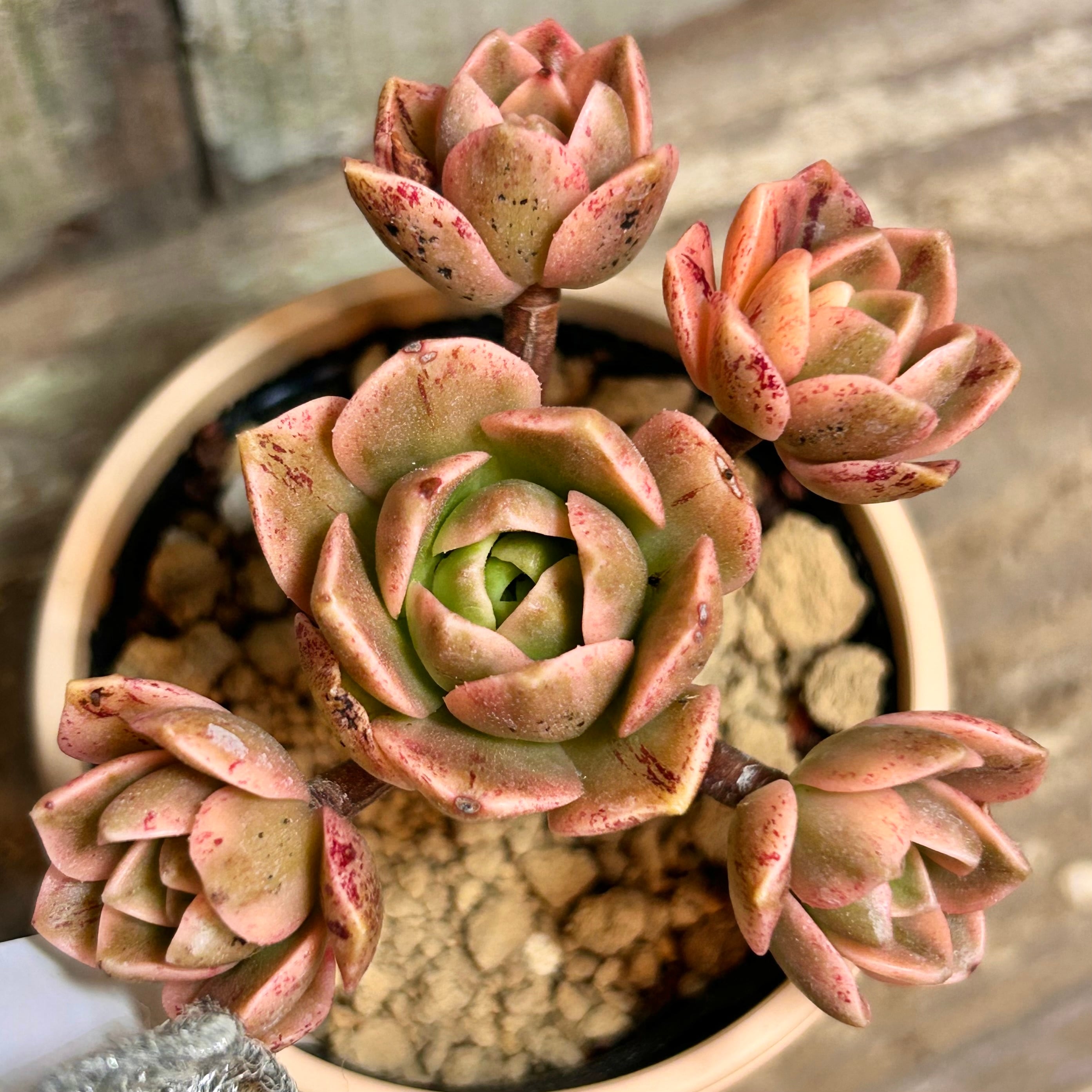 錦 | RuPo 多肉植物専門店