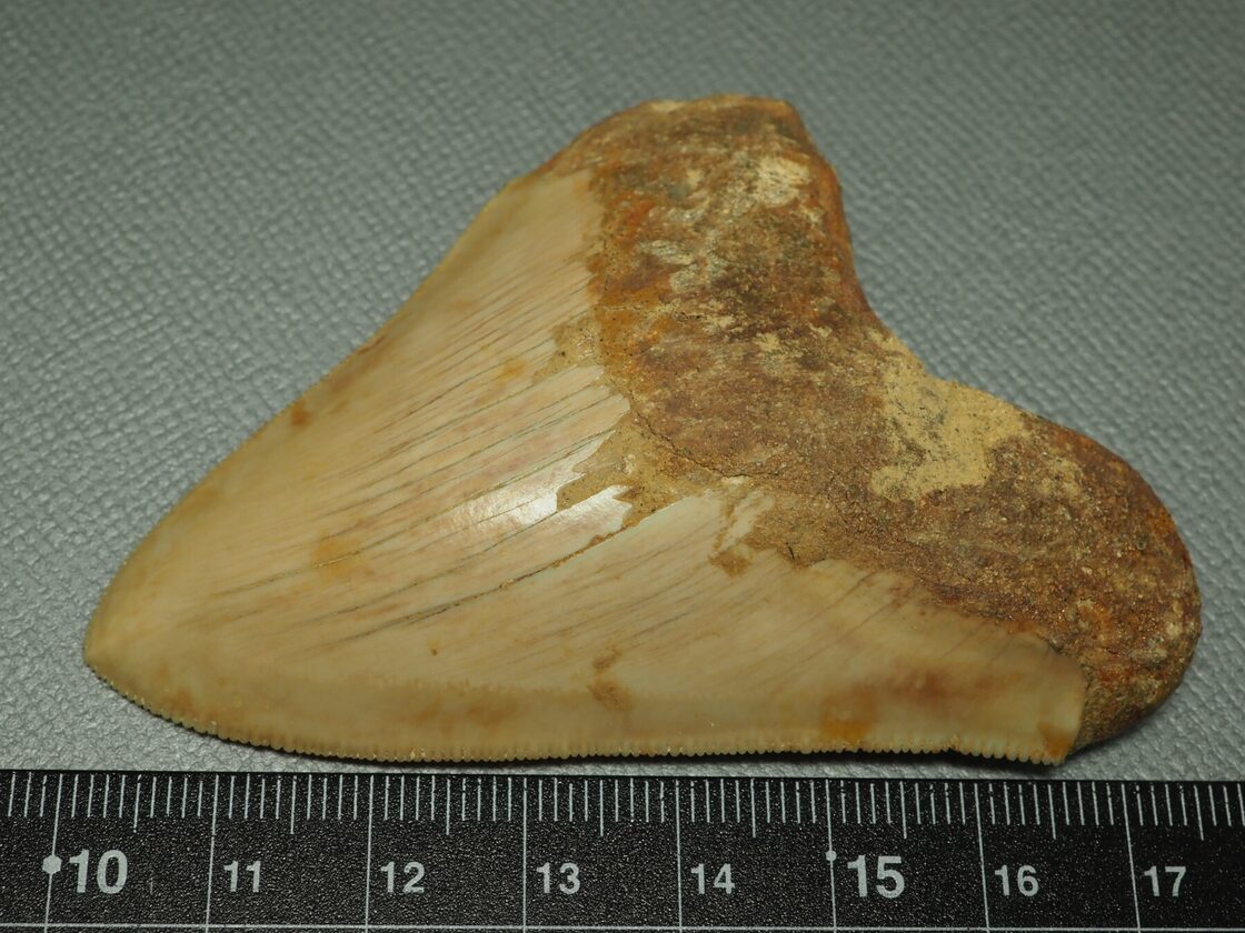 メガロドンの歯【Carcharocles megalodon】【42g】インドネシア産/化石 
