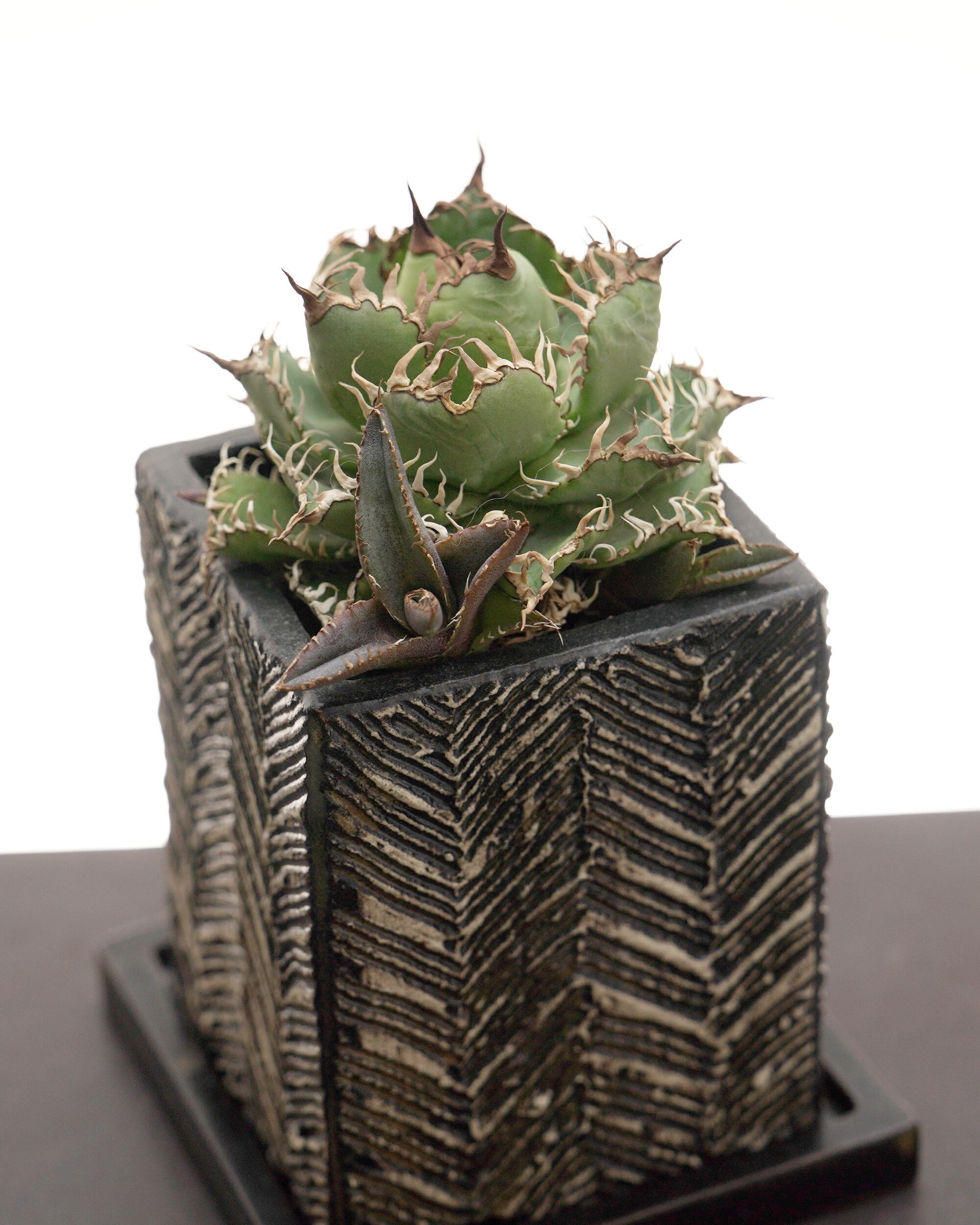 PREMIUM】 鉢植え フィリグリー Agave oteroi 'Filigree' with TOKY