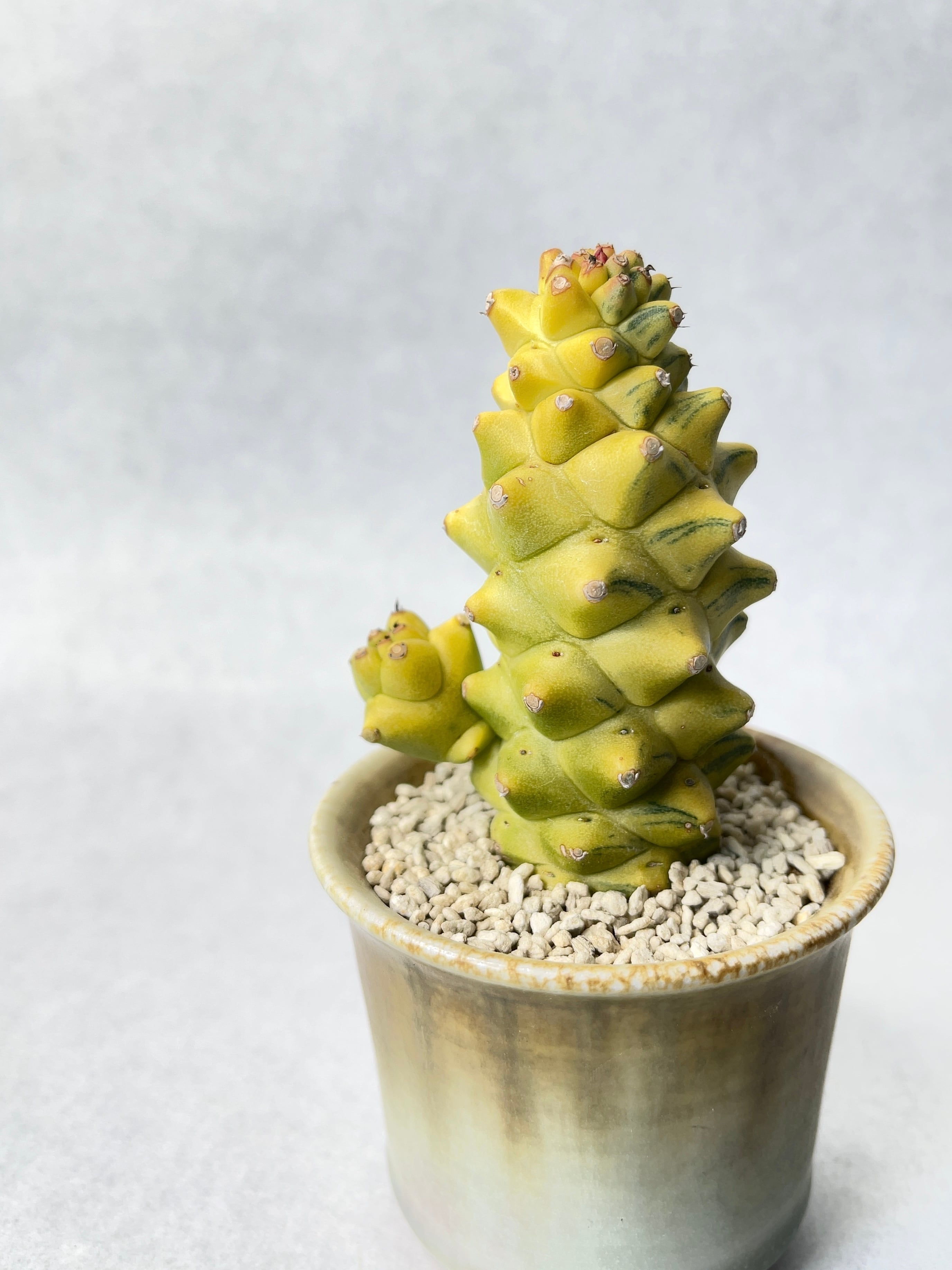 モナデニウム・リチェイ錦 | trigger