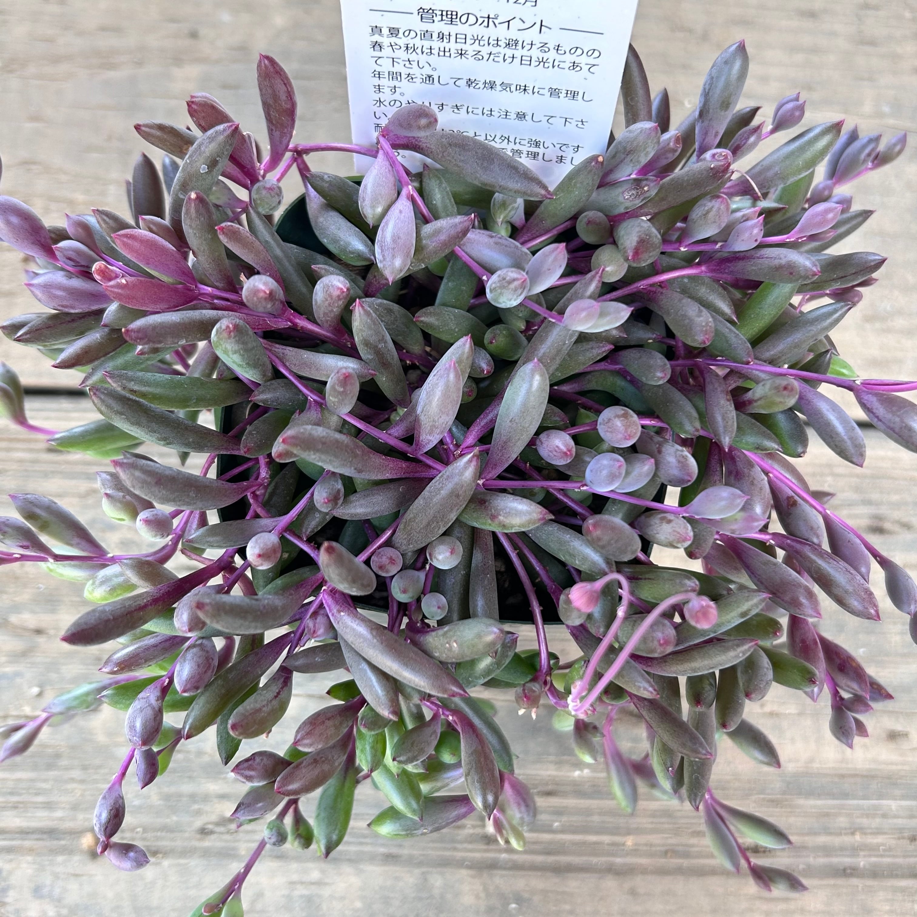 ルビーネックレス | RuPo 多肉植物専門店