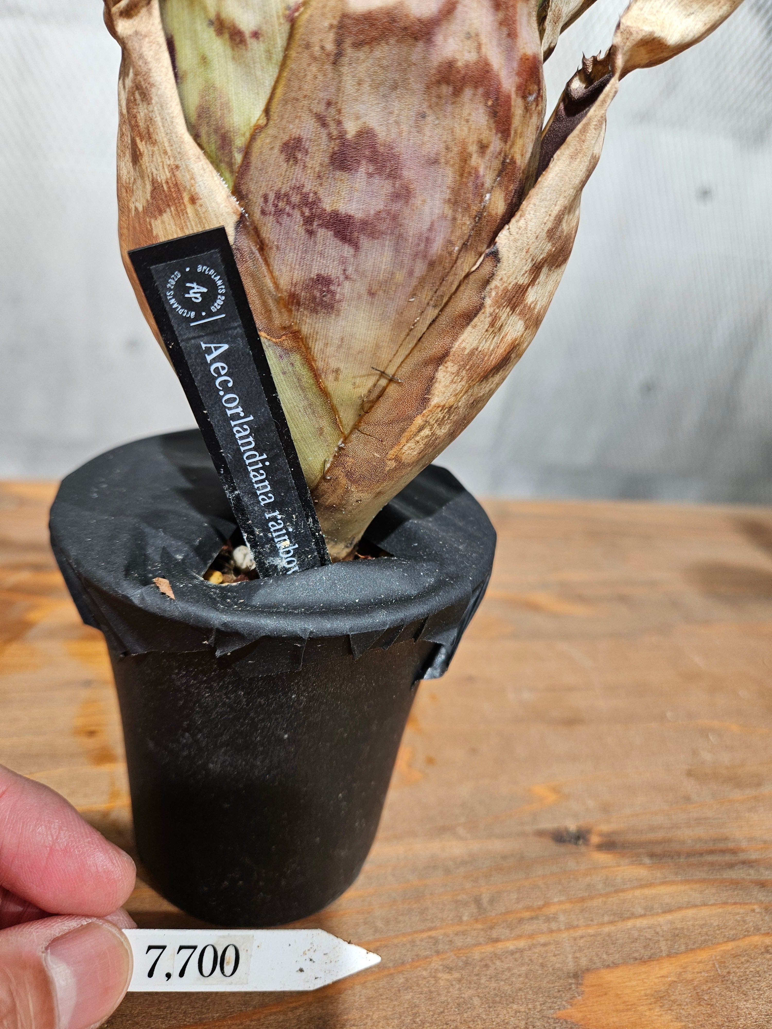 Aechmea. Orlandiana Rainbow【artPLANTs/PLANTS GARAGE】 オーラン