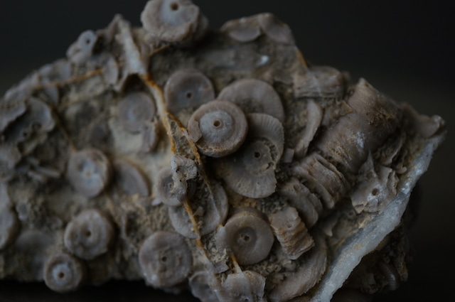 雲南省産ウミユリ化石 Crinoid Fossil 1959