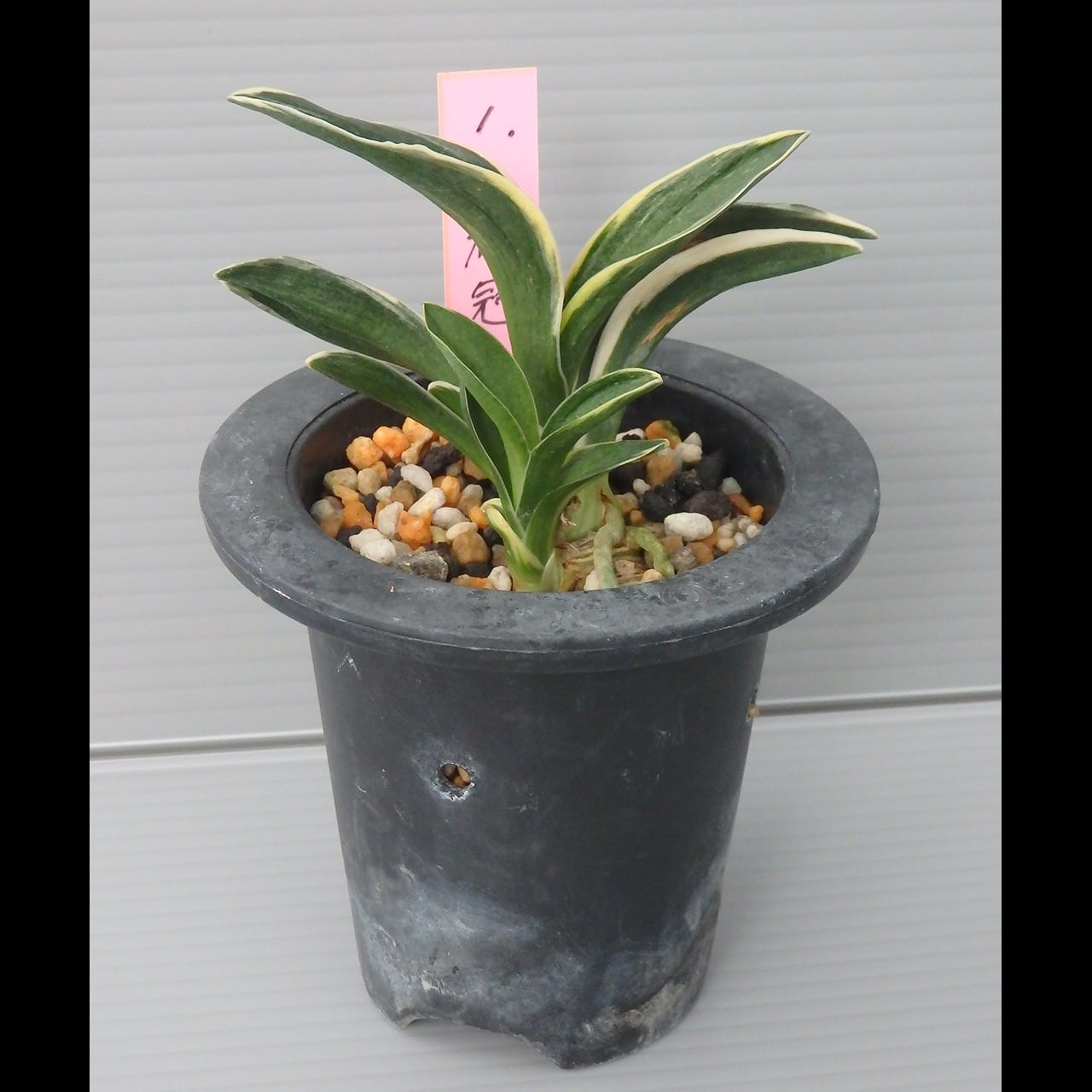 万年青（オモト）［日本国内向け］ | 森巣鬱林堂 / Morynos Utsurindo