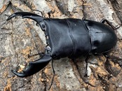 【WD】《西ペレンオオヒラタ(スラウェシオオヒラタクワガタ) 80mm ペア》