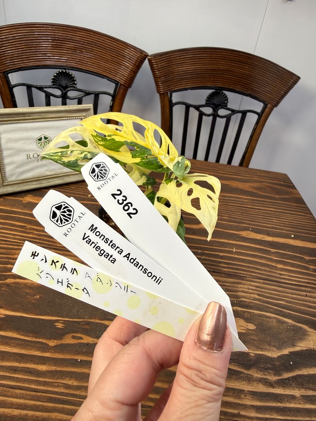 ★2362【魅了される美しさ】モンステラ　アダンソニーバリエガータ（3号ポット）