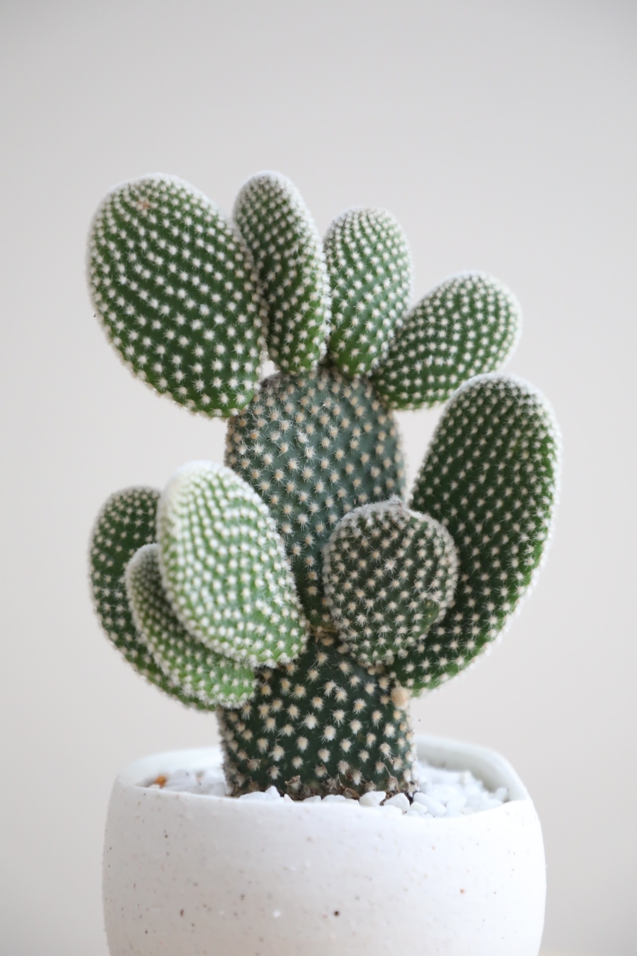 【S】バニーカクタス/Bunny Ears Cactus