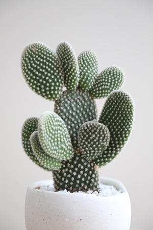 【S】バニーカクタス/Bunny Ears Cactus