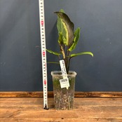 アロカシア　ラウテルバキアナ　バリエガータ(斑入り)【769】