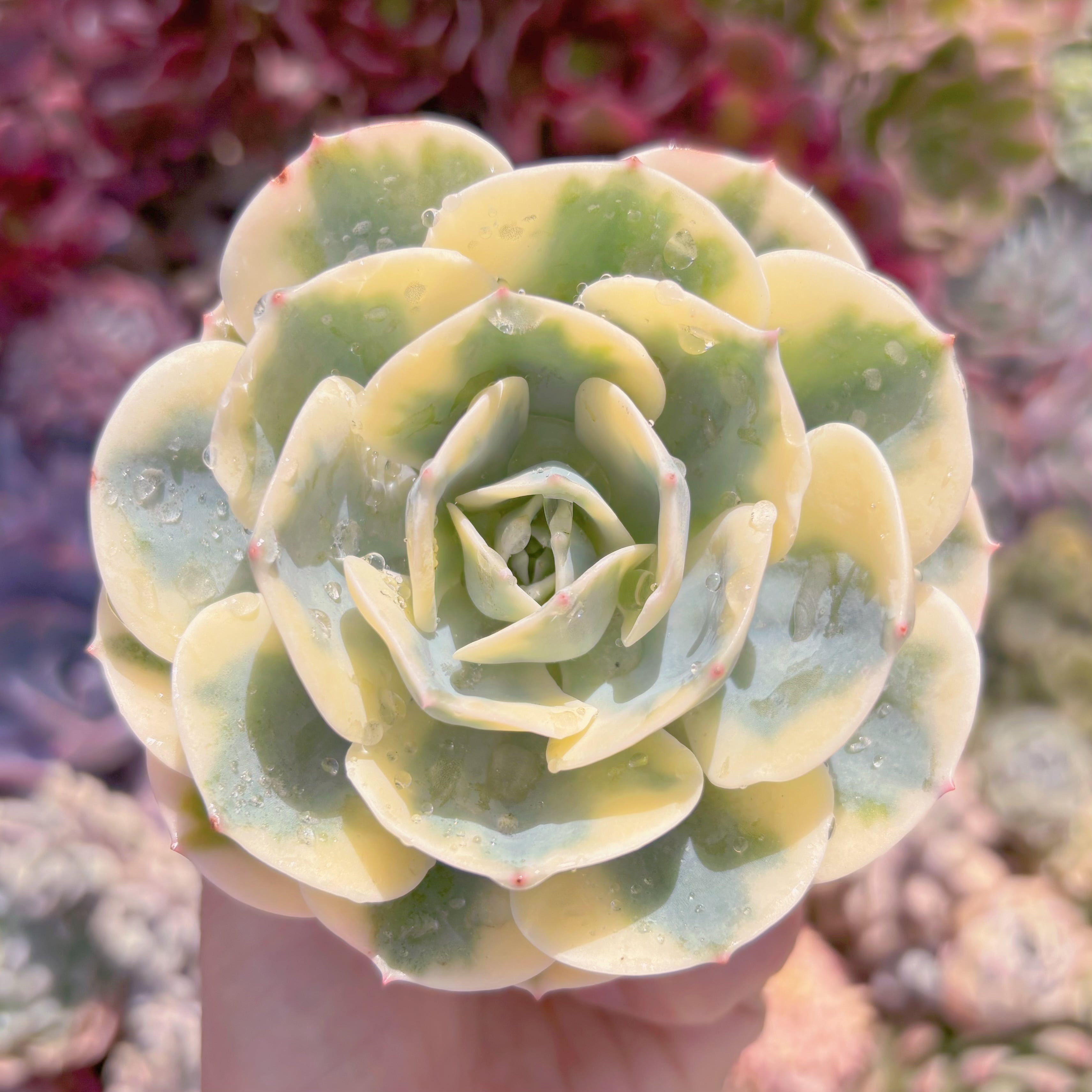 現品　ルノーディン#A83　新入荷