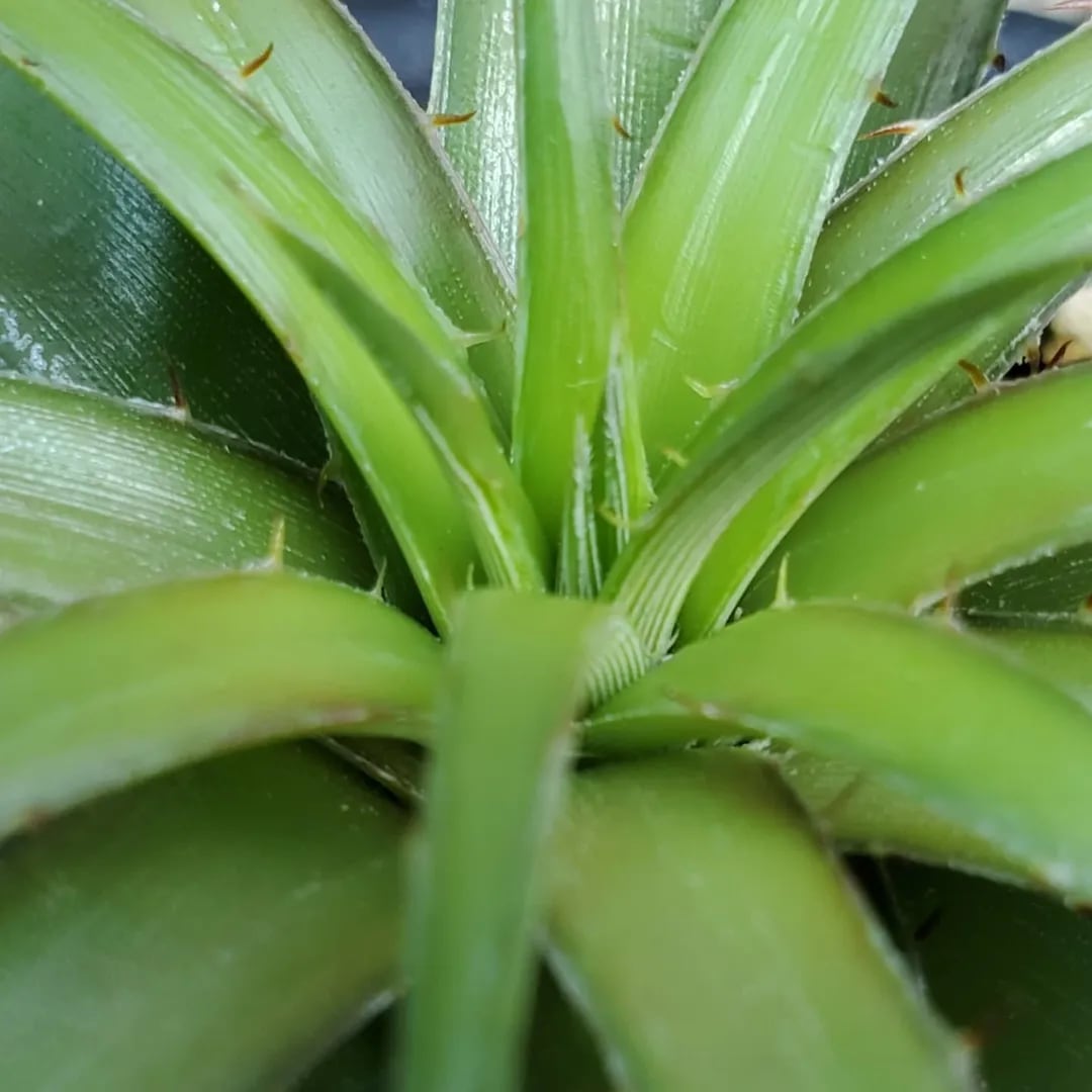 F00152_Dyckia rariflora：ディッキア・ラリフローラ（子株） | レア