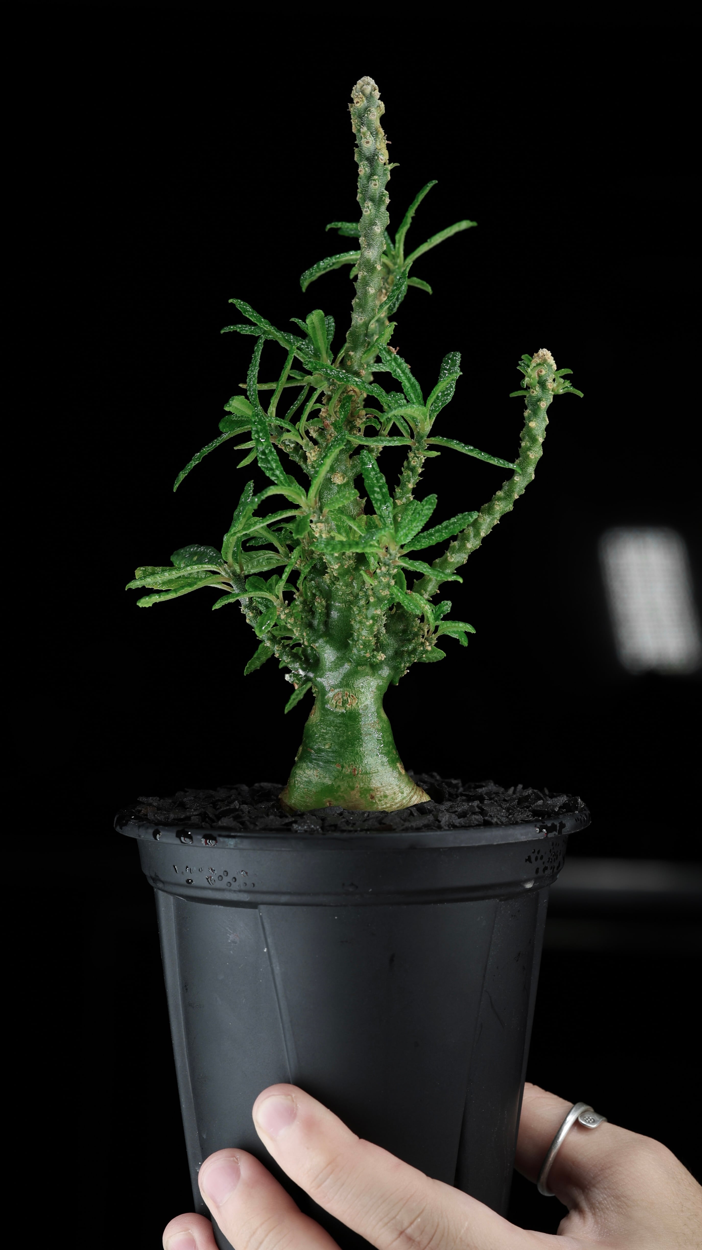 KAMUI PLANTS LABO