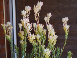 【現物】リューカデンドロン　”summer frame”　大株