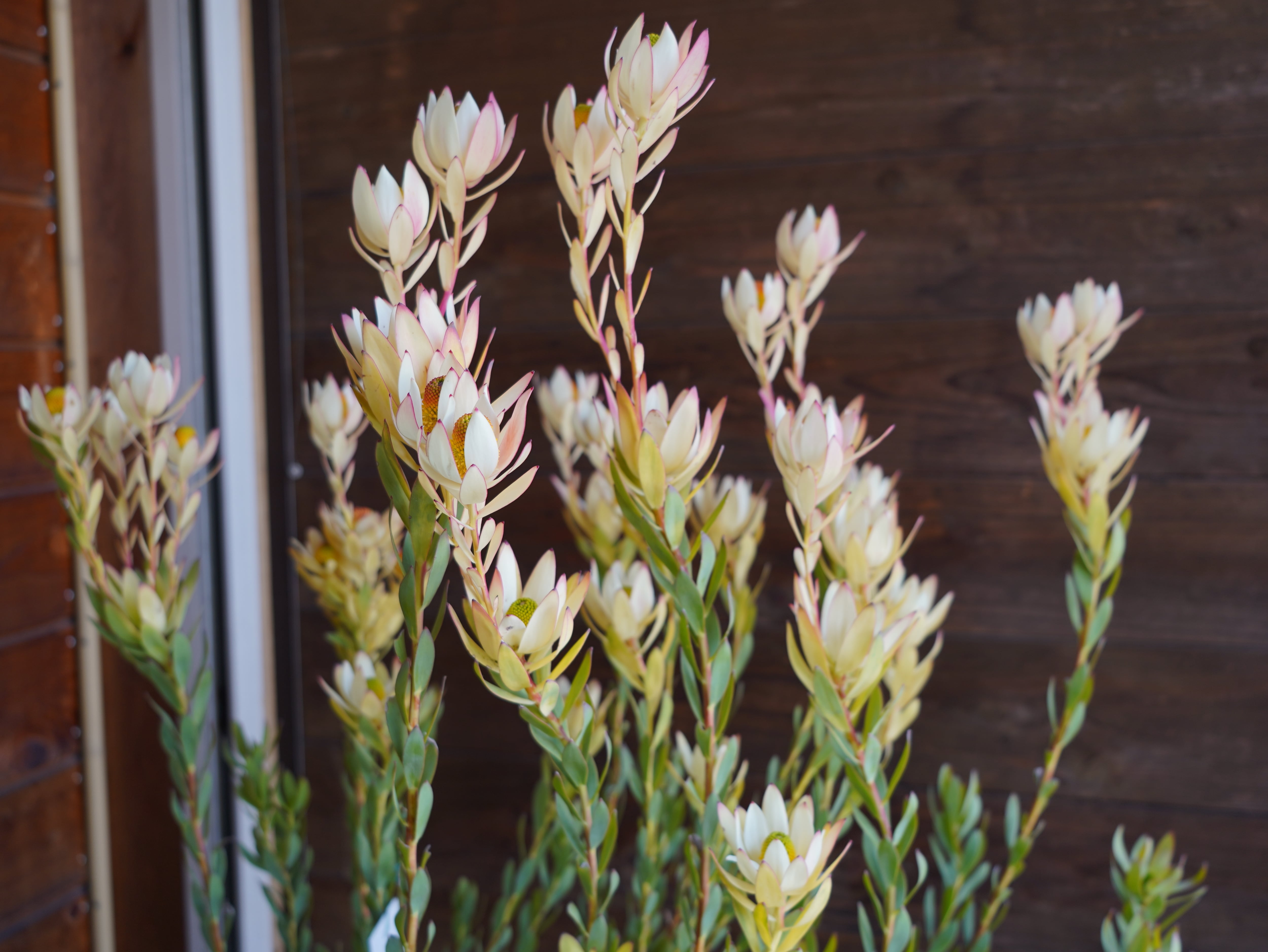 【現物】リューカデンドロン　”summer frame”　大株