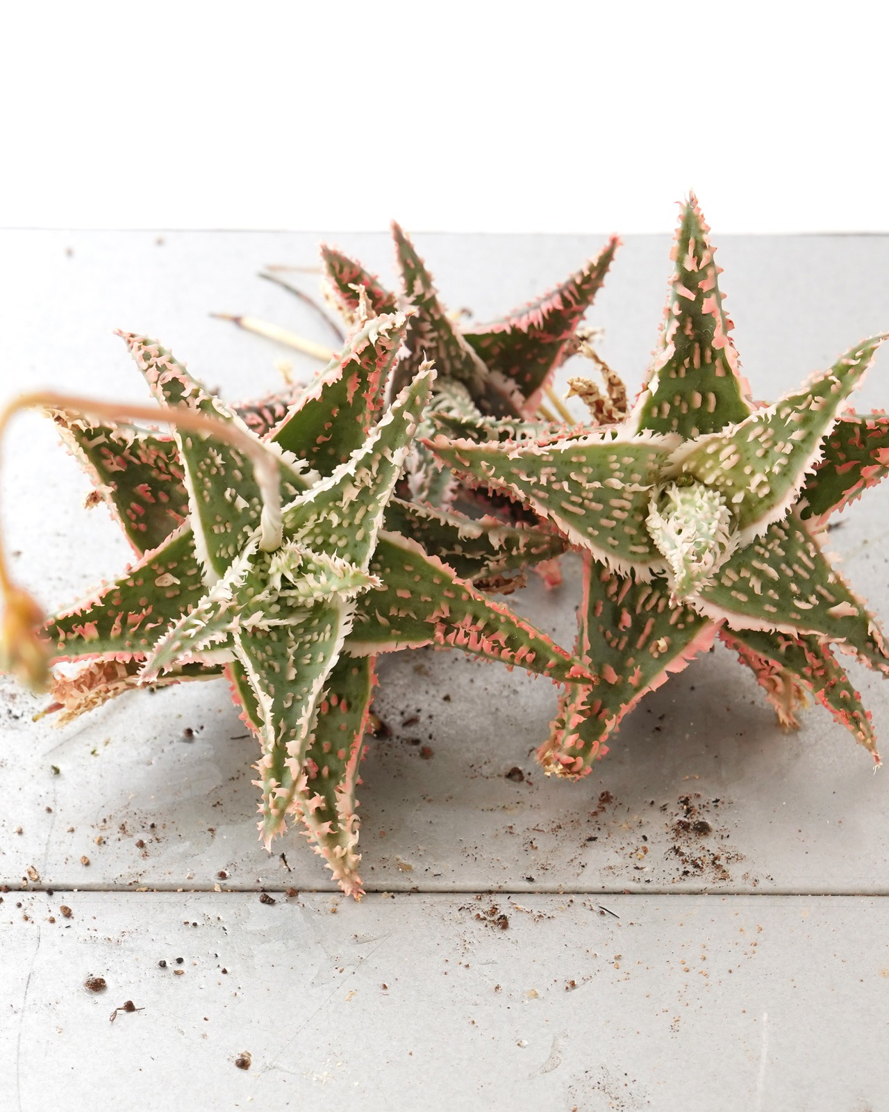 抜き苗 アロエハイブリッド レッド系 Aloe Hybrid
