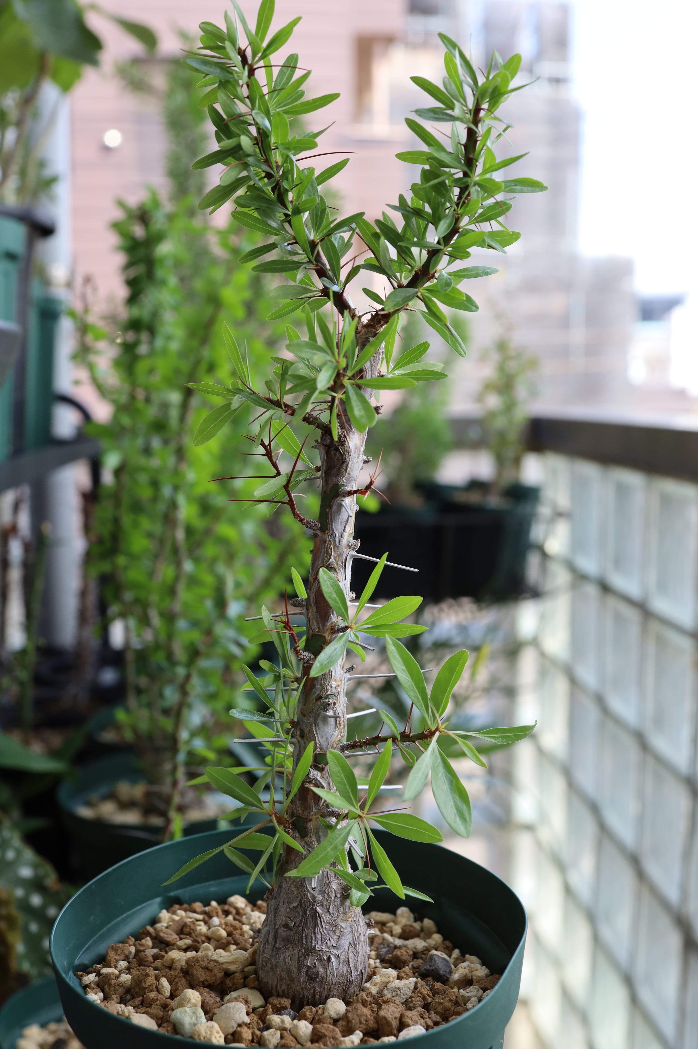 2026.05019_フォークイエリア・プルプシー | Fouquieria purpusii _001
