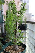 2026.05019_フォークイエリア・プルプシー | Fouquieria purpusii _001