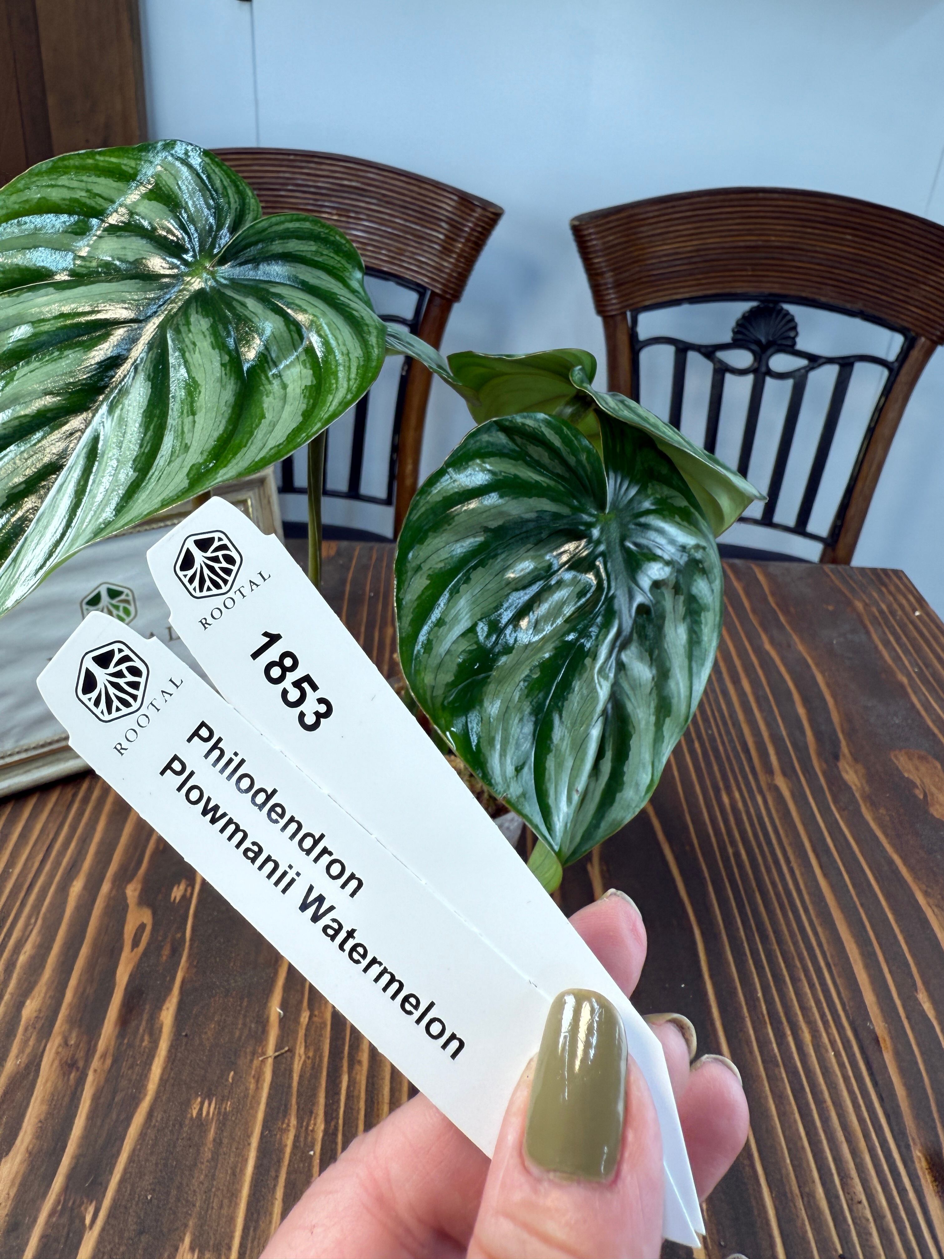 斑入り | ROOTALPLANTS