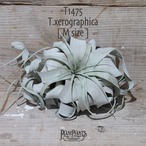 【送料無料】xerographica M〔エアプランツ〕現品発送T1475