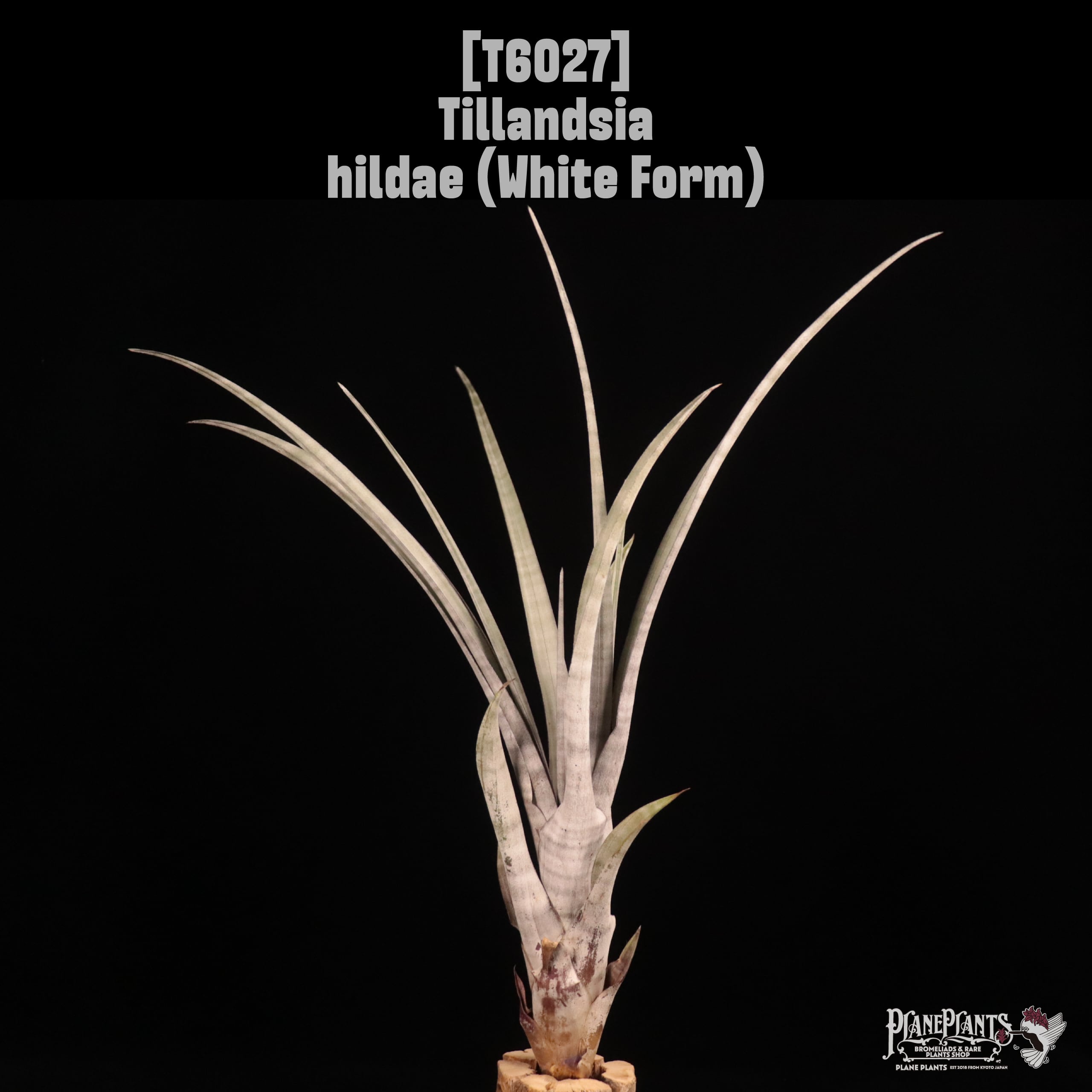 Tillandsia hildae (White Form)〔ティランジア〕T6027