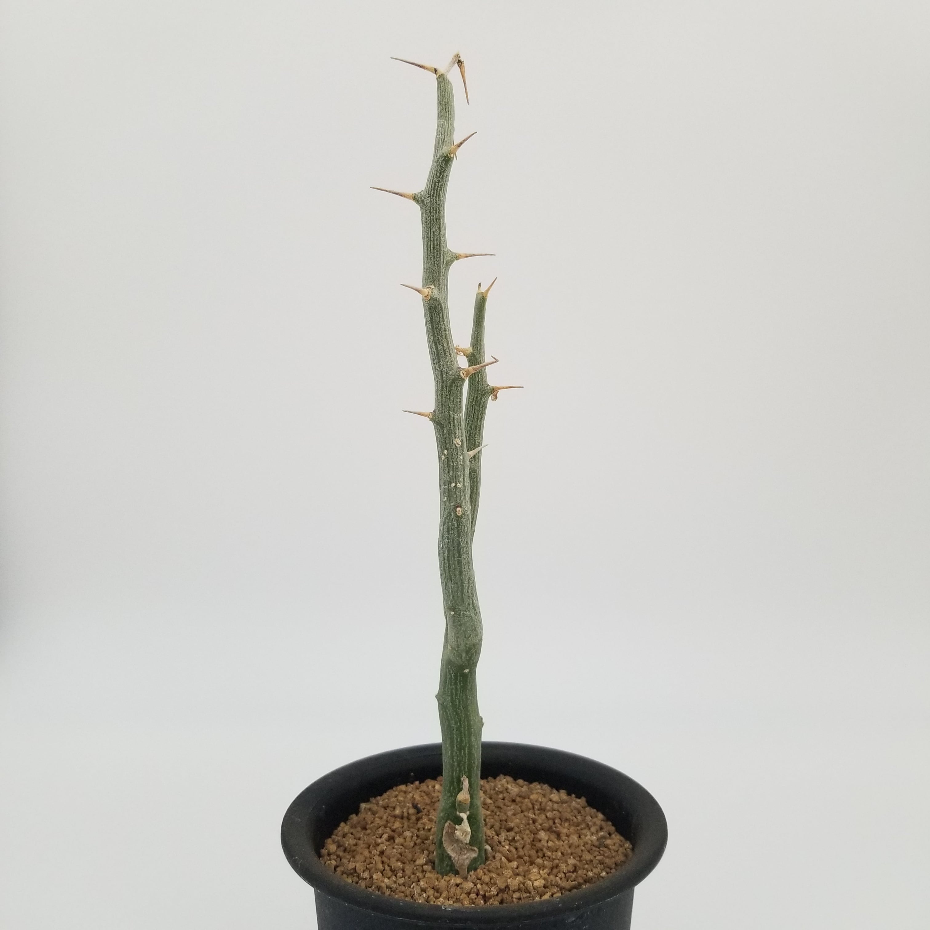 Adenia ballyi | miyudemexico online store