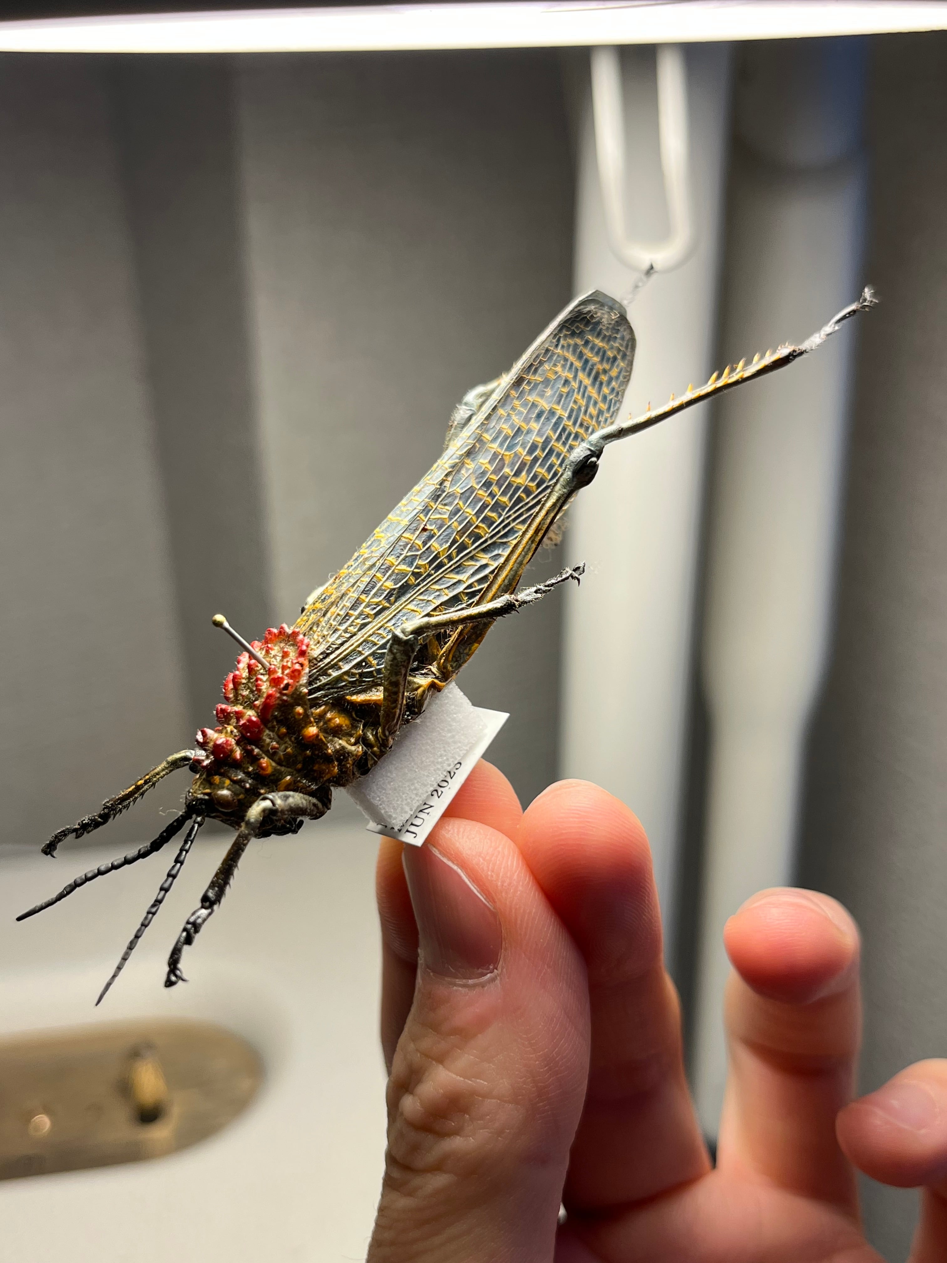 キマダラドクバッタ キリギリスコロギスリオック直翅類バッタカマキリ
