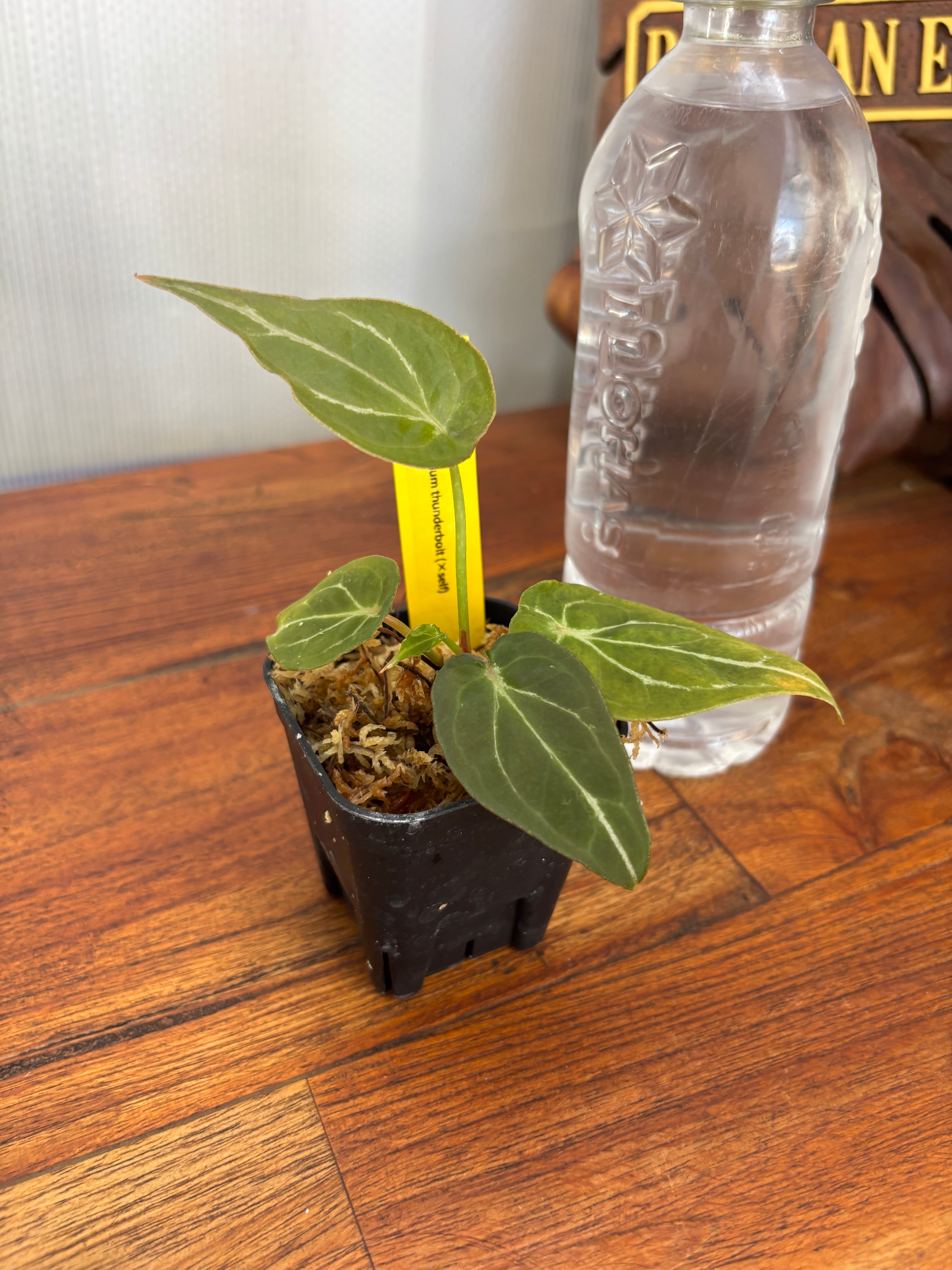 Anthurium | BALI-AN 園芸