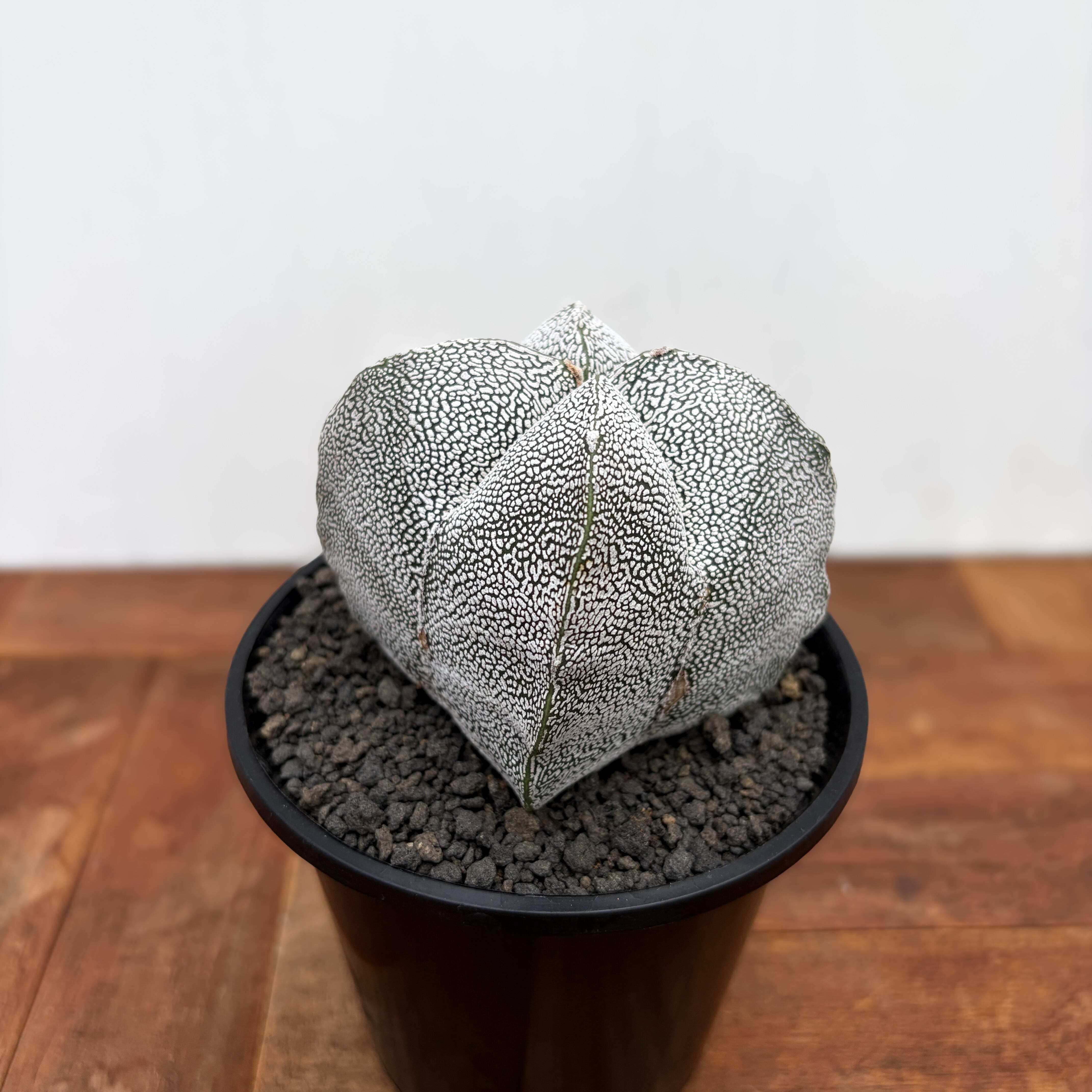 Astrophytum 【アストロフィツム・恩塚四角ランポー玉】 | RIMO'S