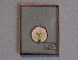 [The FINAL EXHIBITION] 01 ガラス標本 SS ヒメリンゴ