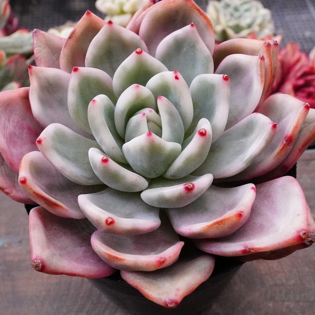 【ピンクシャンペーン錦】エケベリア　韓国多肉　斑入り　激レア